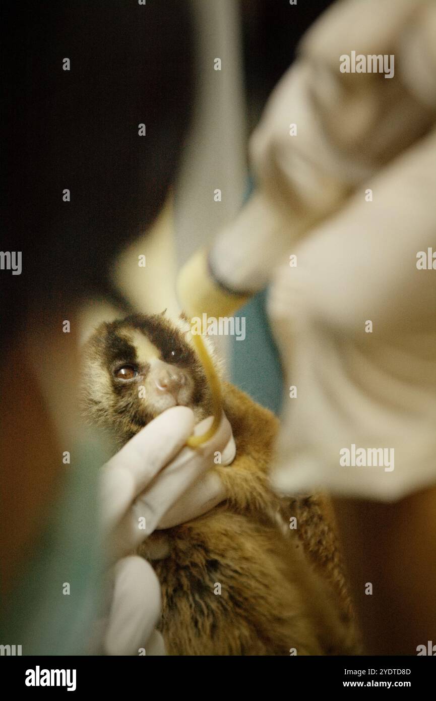 Un vétérinaire donne un traitement médical à un loris lent qui a été sauvé du commerce de la faune, à Bogor, Java Ouest, Indonésie. Banque D'Images