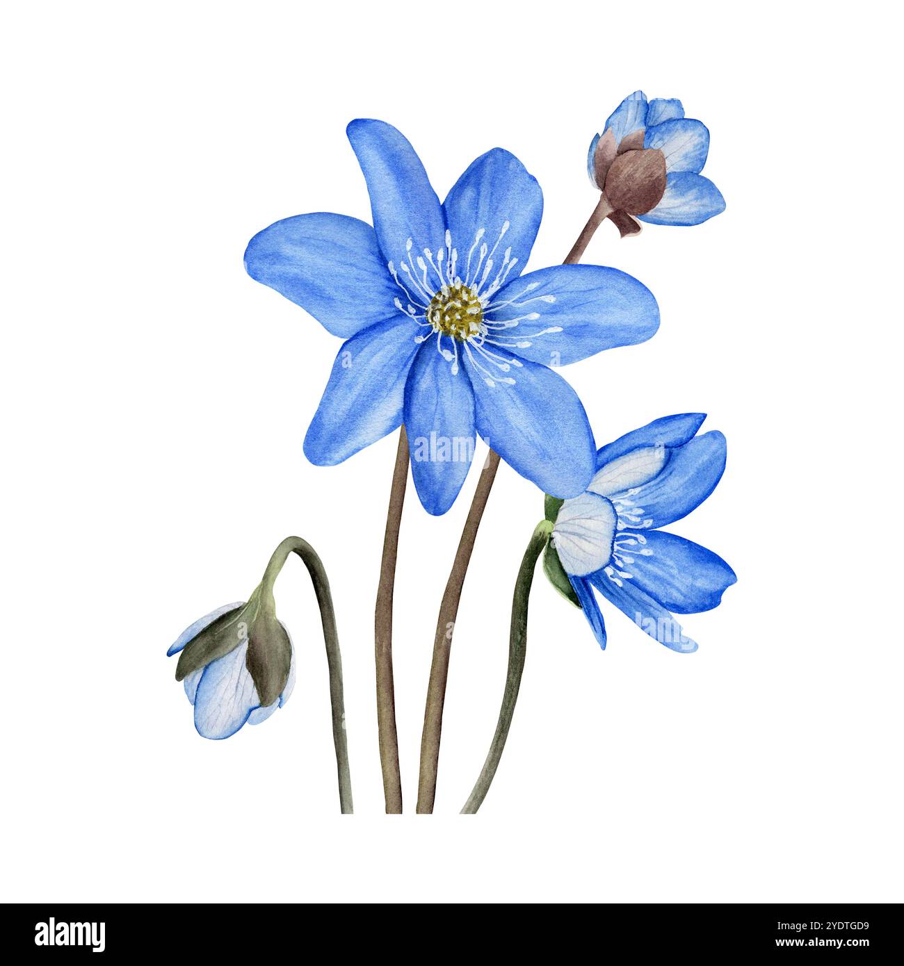 Fleurs de forêt de printemps bleues anémone hepatica, composition de liverwort. Illustration d'aquarelle botanique dessinée à la main isolée sur fond blanc. Pour Banque D'Images