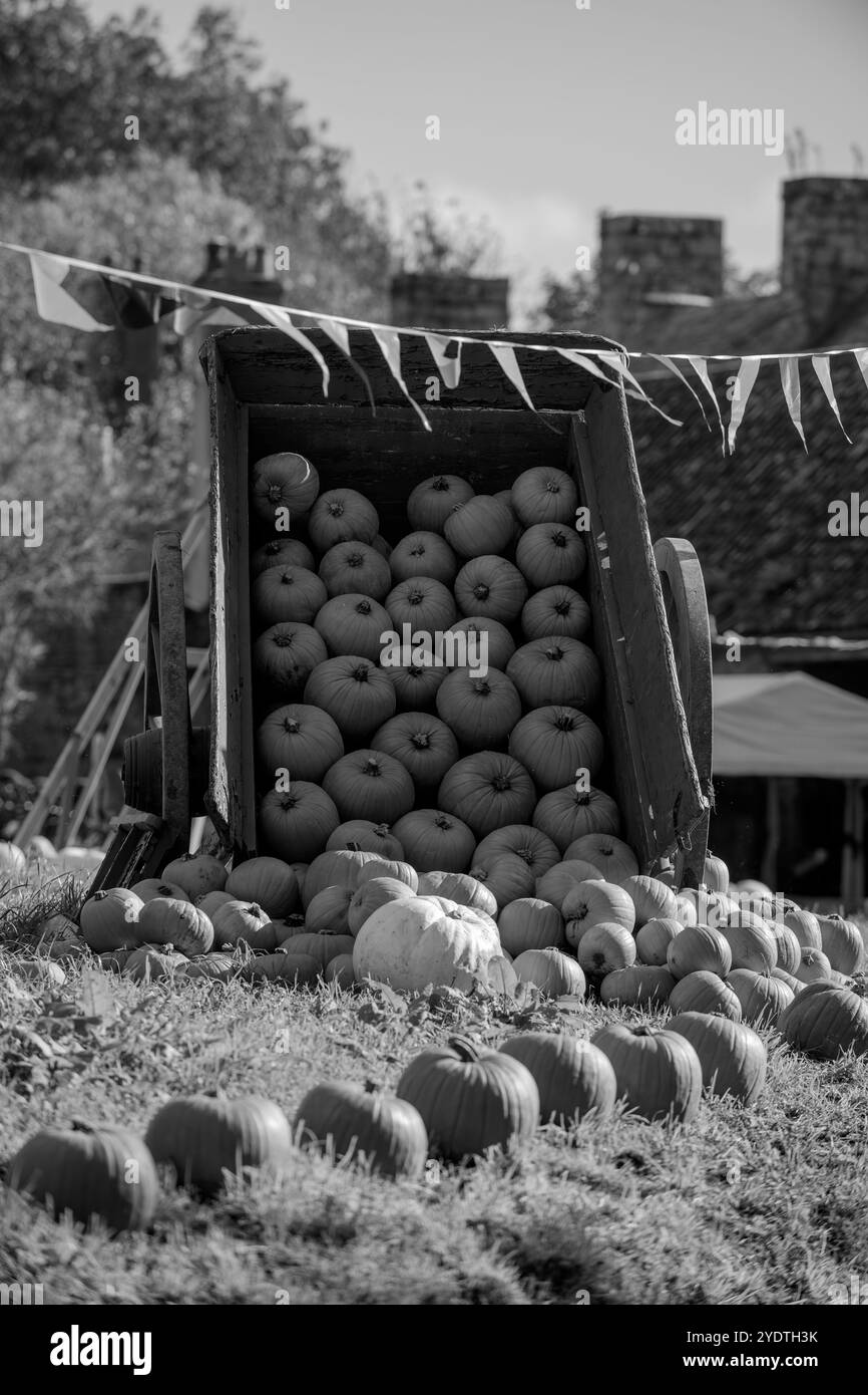 Pumpkins affichée à la ferme Banque D'Images