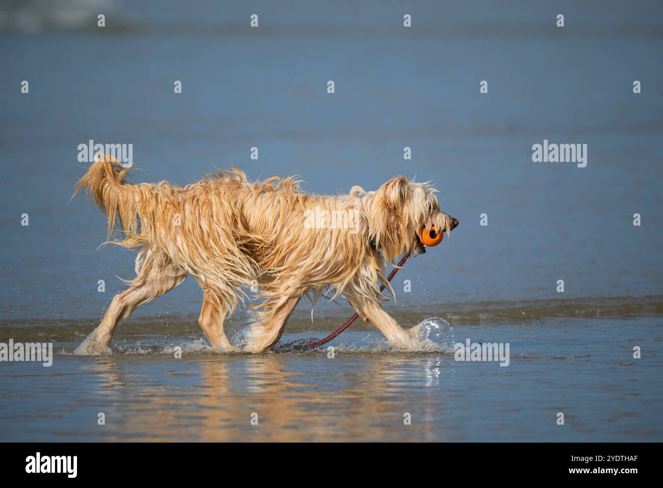 Un chien doodle doré va chercher une balle dans l'eau, profitant d'une journée ensoleillée à la plage. Banque D'Images