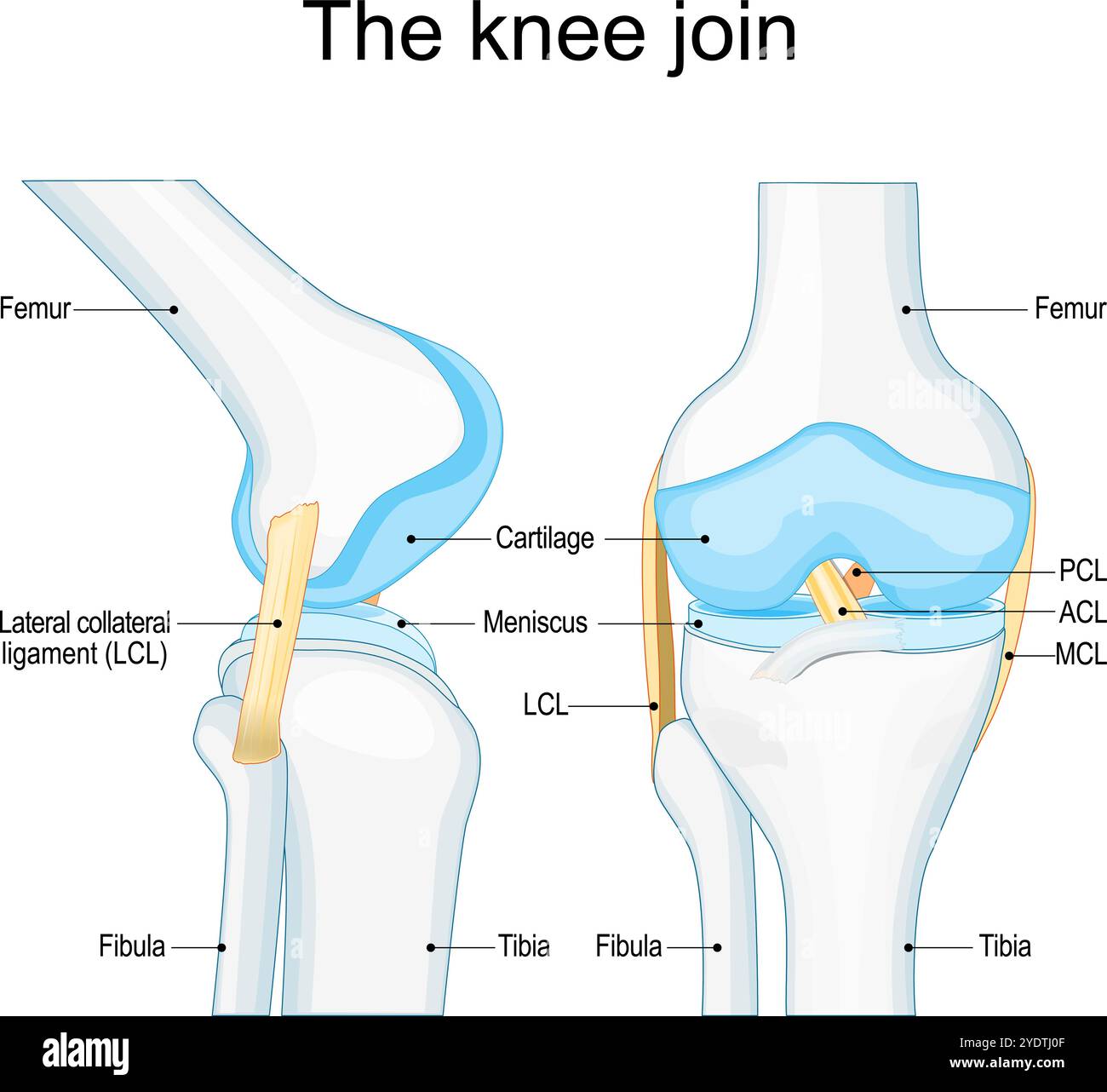 Anatomie de l'articulation du genou. Articulation tibio-fémorale. Capsule articulaire avec fémur, tibia et péroné. Affiche vectorielle Illustration de Vecteur