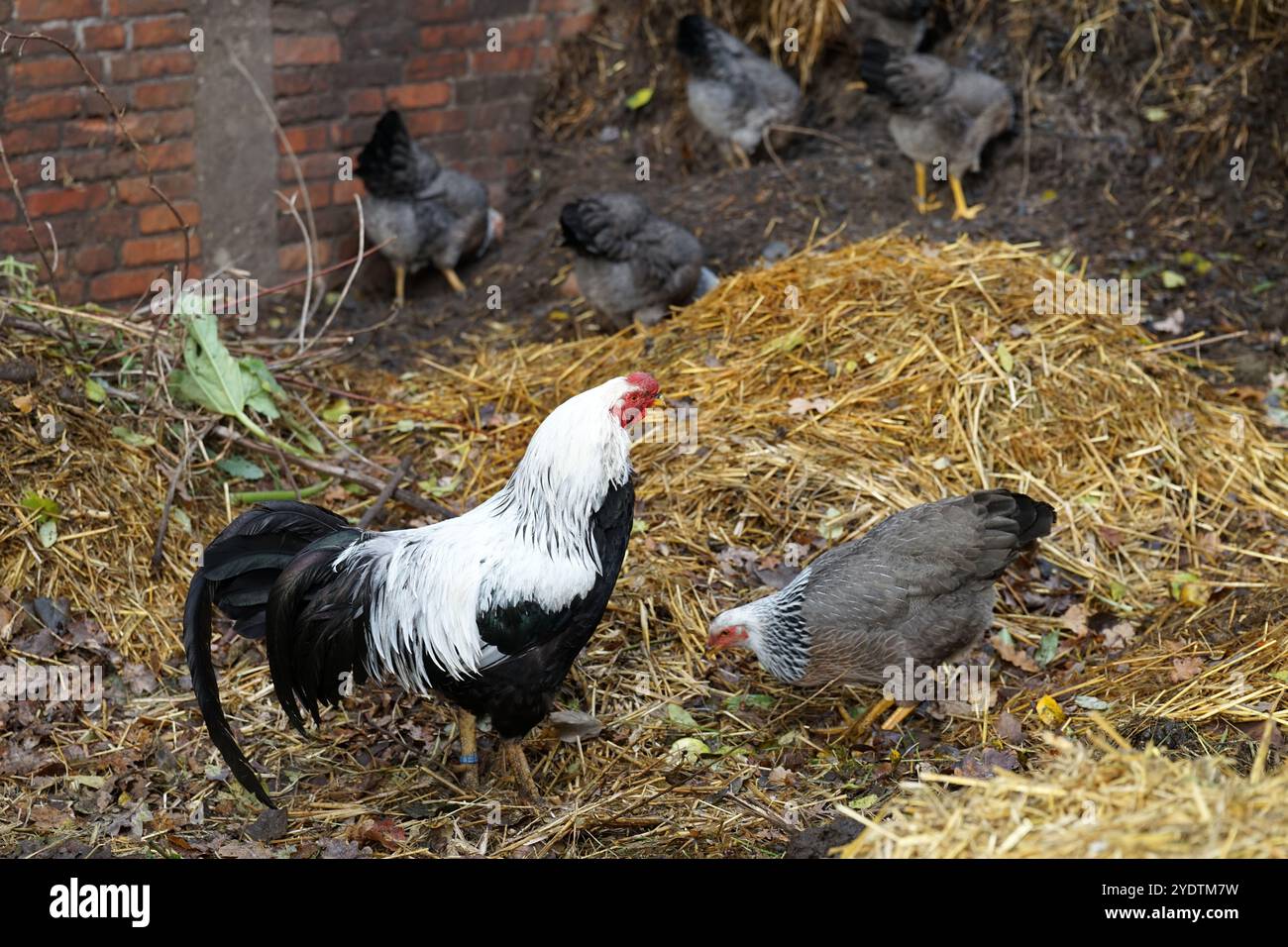 Un coq et ses poules se nourrissent sur un tas de fumier. La race est Kraienkopp ou Twents Hoen et est originaire de la région frontalière entre l'Allemagne et le N. Banque D'Images