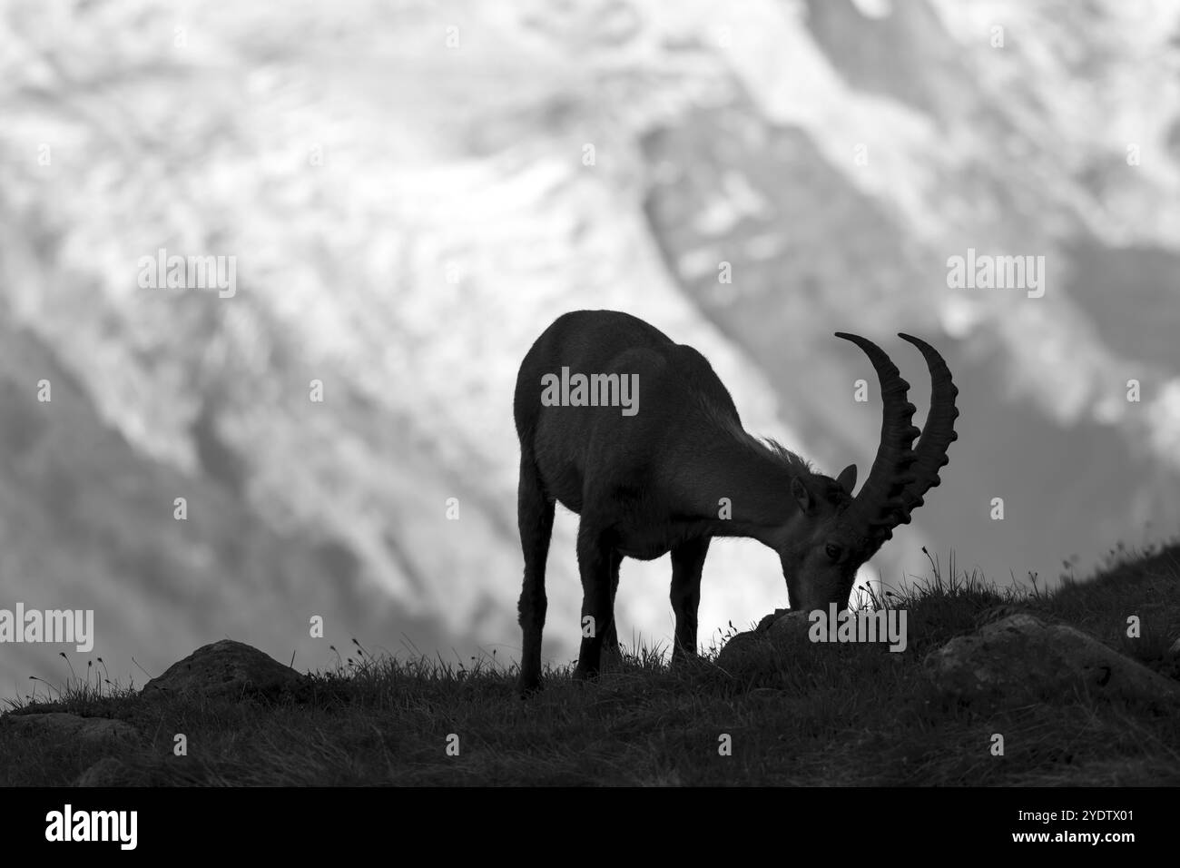 Bouillie alpine (bouillie de Capra), mâle adulte, pâturage, silhouette devant le glacier, photo noir et blanc, massif du Mont Blanc, Chamonix, France, Europe Banque D'Images