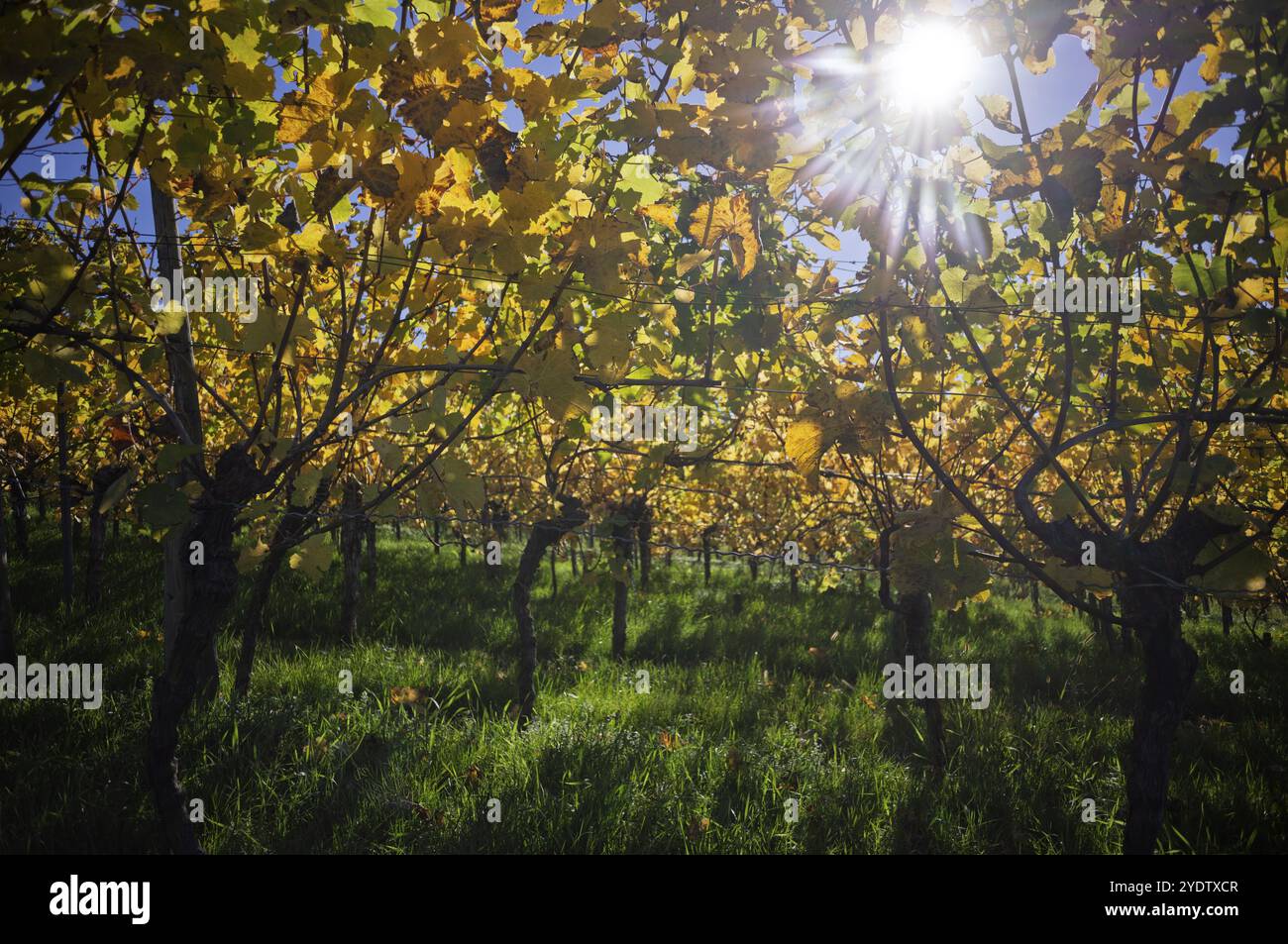 Vignoble, vignes, vignes, viticulture, coloration automnale, automne, contre-jour, Struempfelbach, Weinstadt, Bade-Wuerttemberg, Allemagne, Europe Banque D'Images