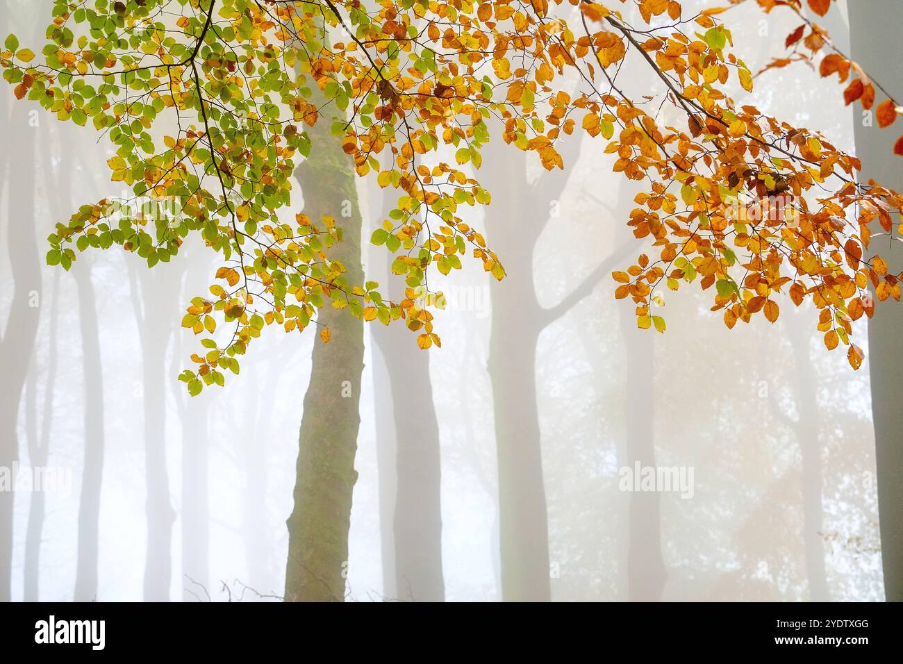 Une forêt d'automne brumeuse et atmosphérique dans le Peak District près de Buxton, Derbyshire, Royaume-Uni Banque D'Images