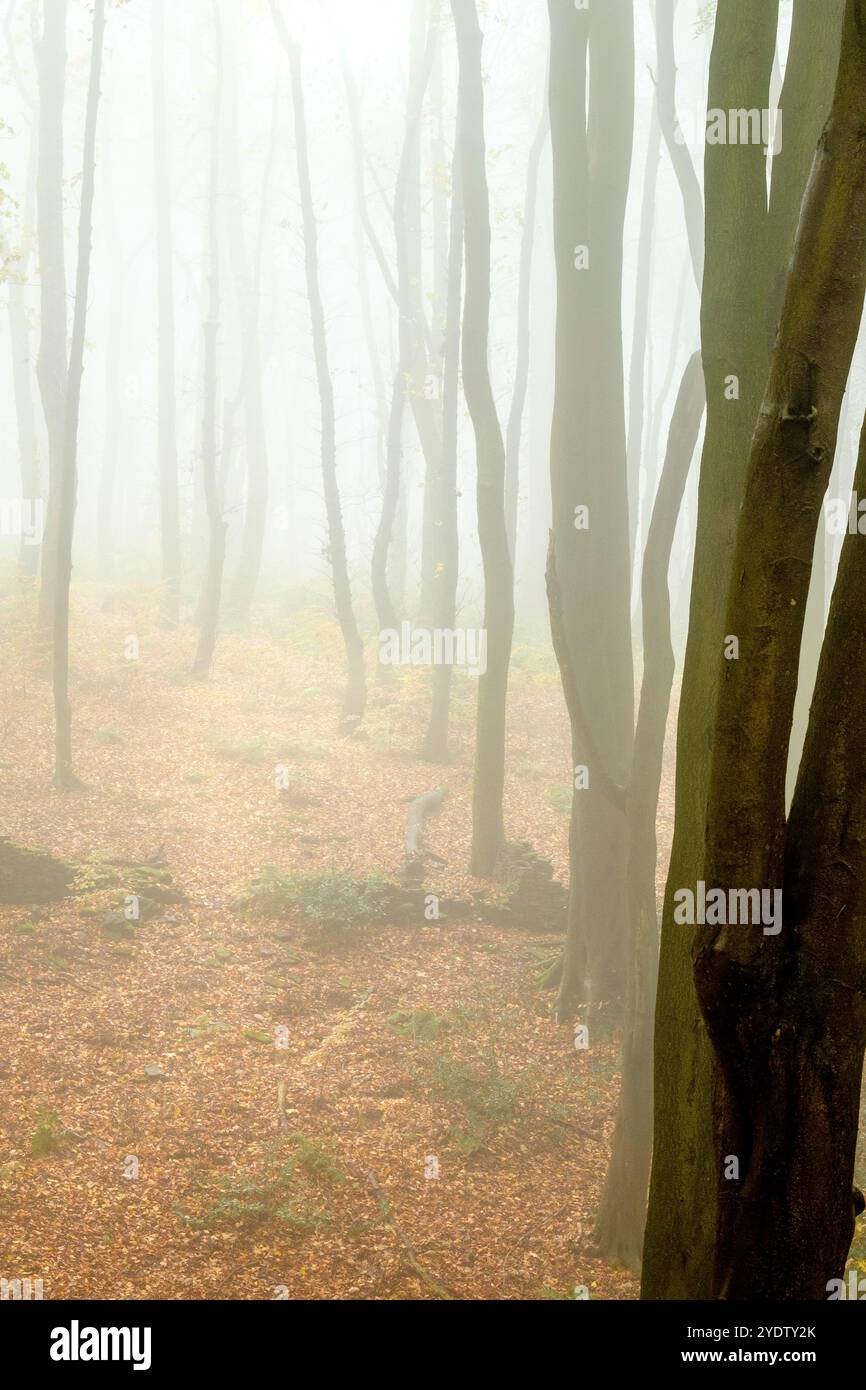 Une forêt d'automne brumeuse et atmosphérique dans le Peak District près de Buxton, Derbyshire, Royaume-Uni Banque D'Images