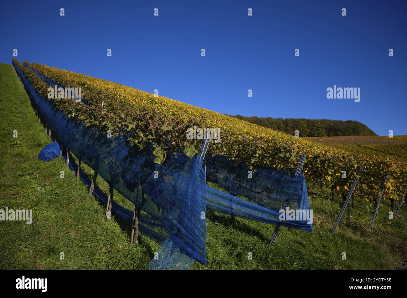 Filet à raisins, feuille bleue, feuille de protection, vignoble, vignes, vignes, viticulture, coloration automnale, automne, graphique, Struempfelbach, Weinstadt, Baden-W. Banque D'Images
