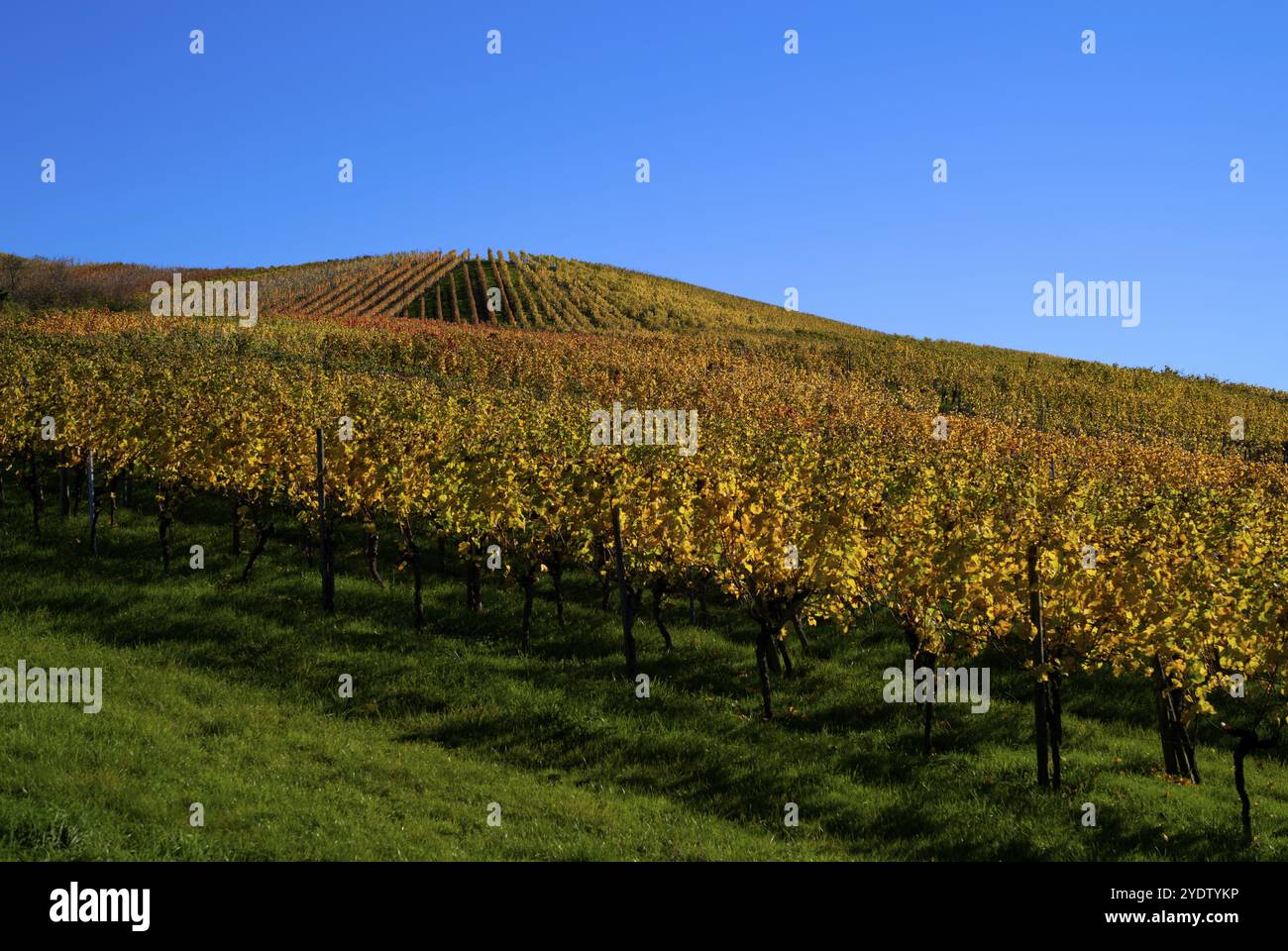 vignoble, vignes, vignes, vignes, coloration automnale, automne, graphique, Struempfelbach, Weinstadt, Bade-Wuerttemberg, Allemagne, Europe Banque D'Images