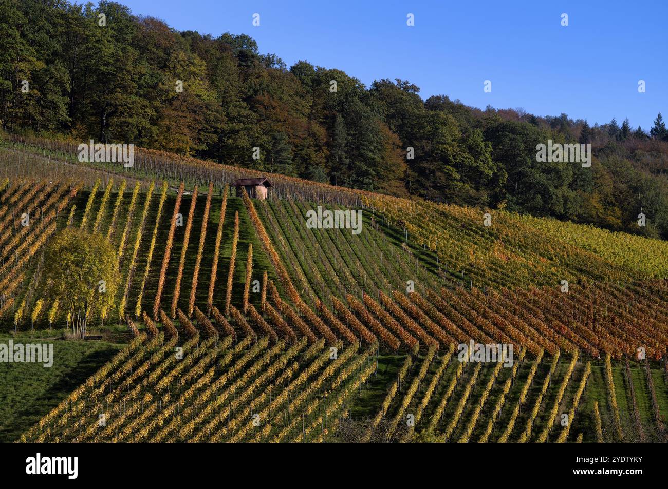 Cottage dans le vignoble, vignes, vignes, viticulture, coloration d'automne, automne, graphique, Struempfelbach, Weinstadt, Bade-Wuerttemberg, Allemagne, UE Banque D'Images