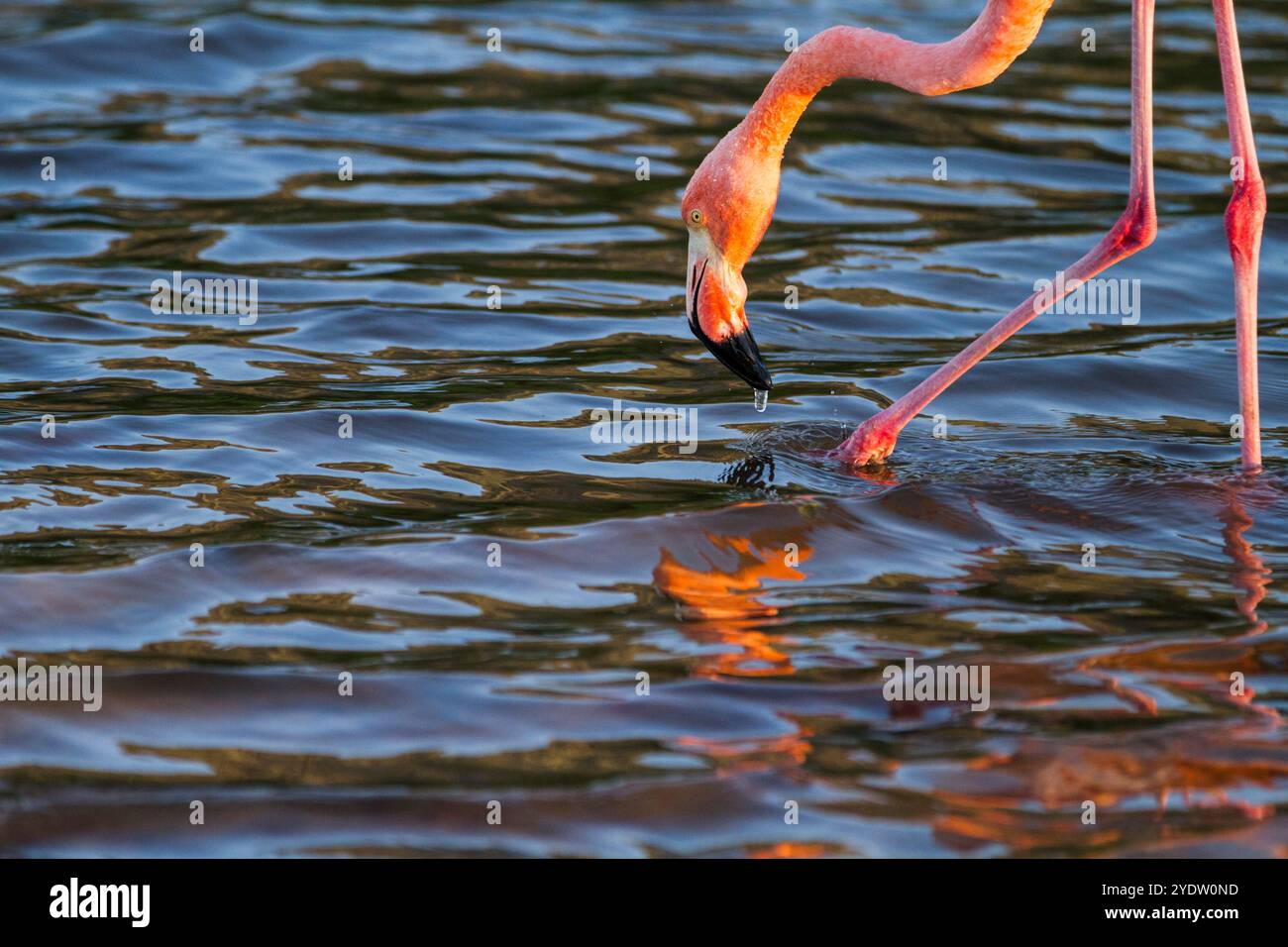 Recherche du grand flamant rose (Phoenicopterus ruber) de petites crevettes roses dans le lagon d'eau salée des îles Galapagos, UNESCO, Équateur Banque D'Images