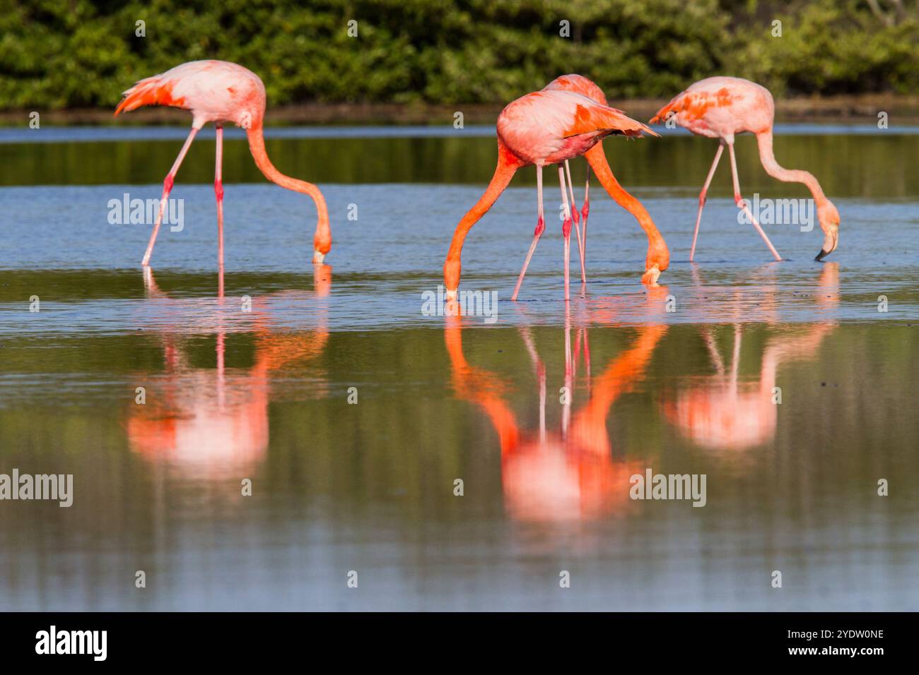 Grands flamants roses (Phoenicopterus ruber) recherche de petites crevettes roses dans le lagon d'eau salée des îles Galapagos, UNESCO, Équateur Banque D'Images
