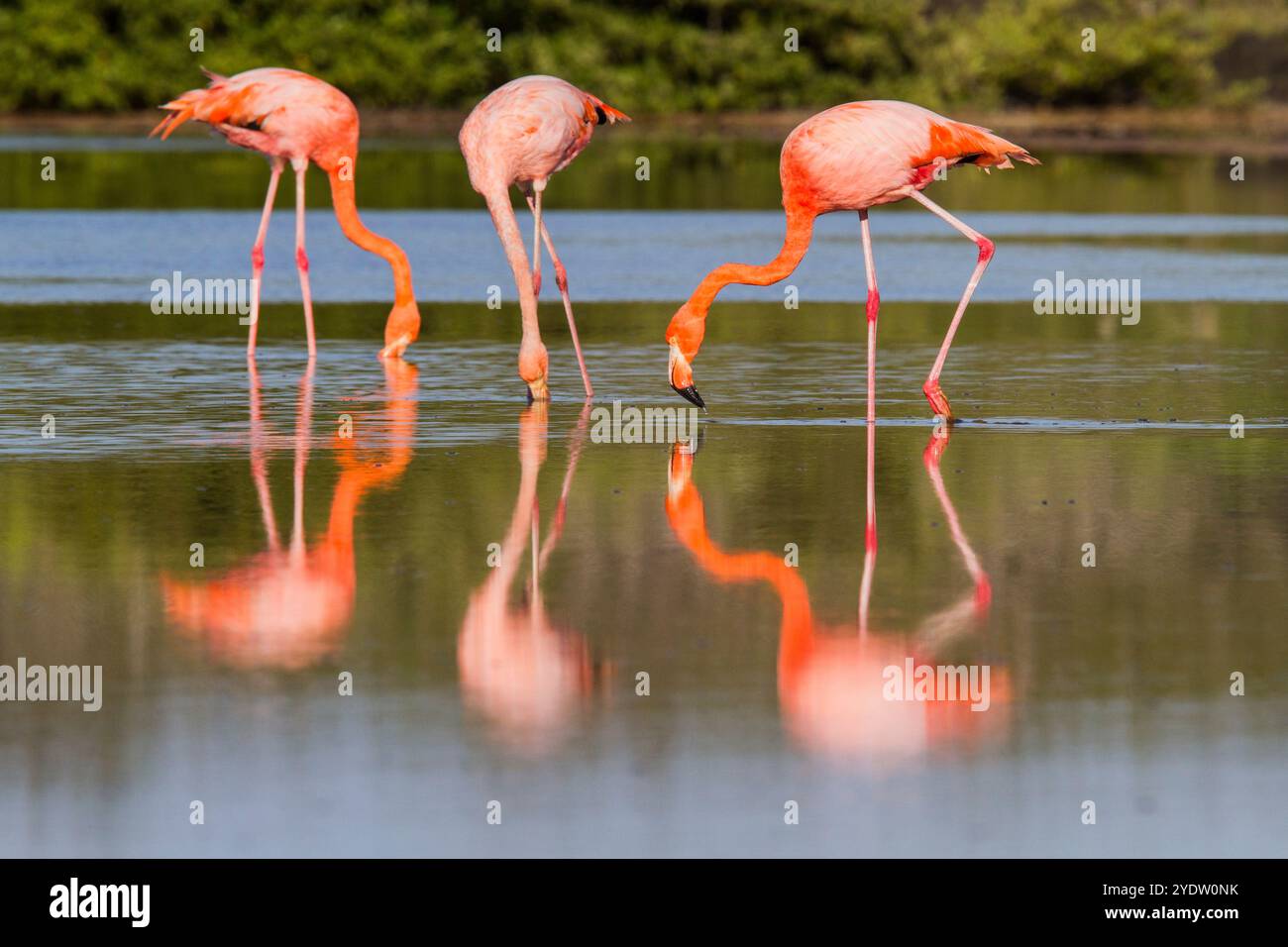 Grands flamants roses (Phoenicopterus ruber) recherche de petites crevettes roses dans le lagon d'eau salée des îles Galapagos, UNESCO, Équateur Banque D'Images