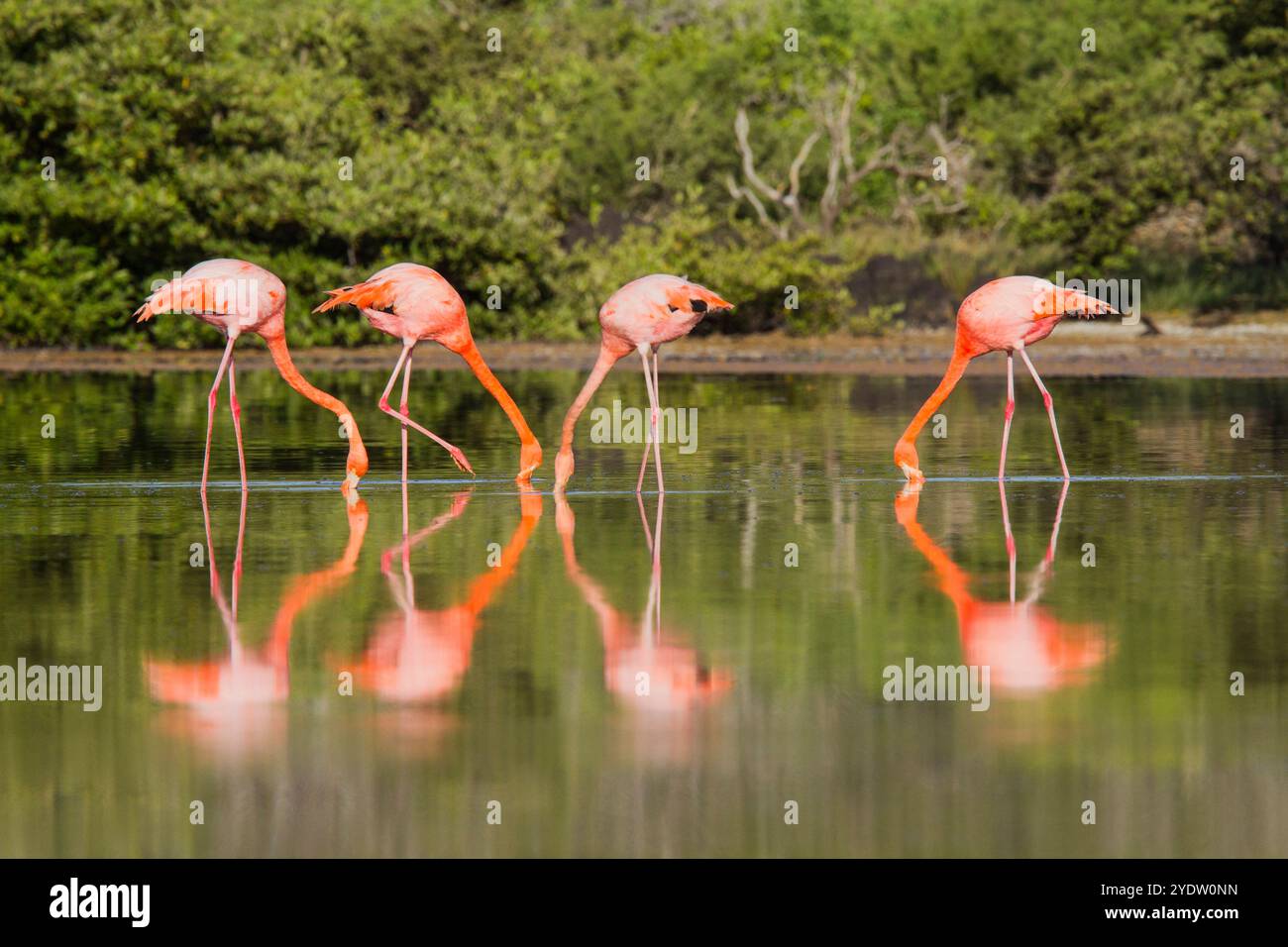 Grands flamants roses (Phoenicopterus ruber) recherche de petites crevettes roses dans le lagon d'eau salée des îles Galapagos, UNESCO, Équateur Banque D'Images