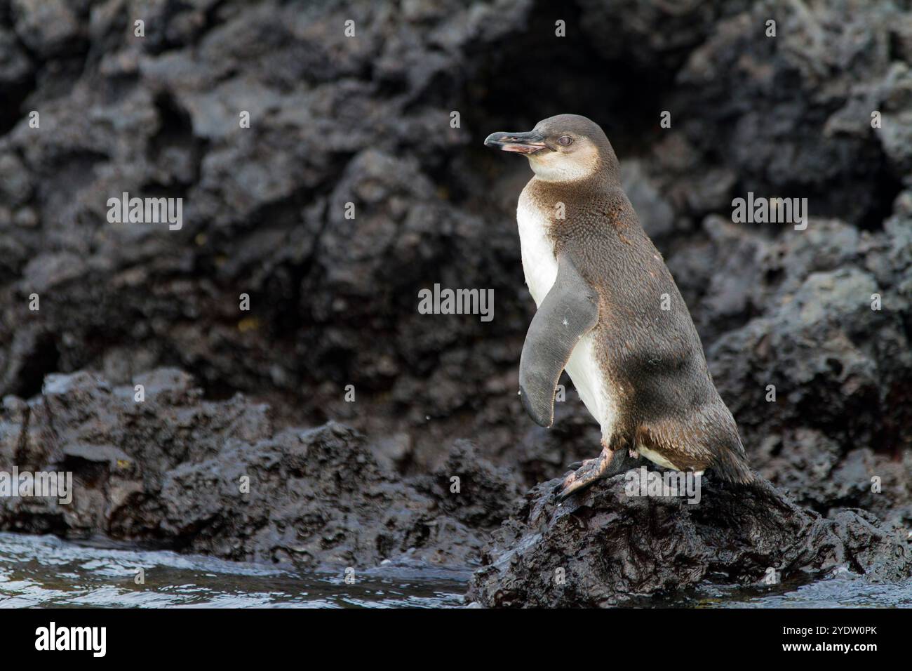 Manchot des Galapagos (Spheniscus mendiculus) tiré sur la lave dans l'archipel des îles Galapagos, site du patrimoine mondial de l'UNESCO, Équateur, Amérique du Sud Banque D'Images