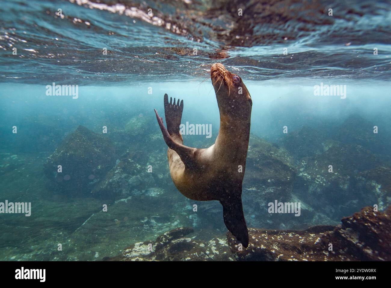 Jeune lion de mer des Galapagos (Zalophus wollebaeki) sous l'eau dans l'archipel des îles Galapagos, site du patrimoine mondial de l'UNESCO, Équateur, Amérique du Sud Banque D'Images