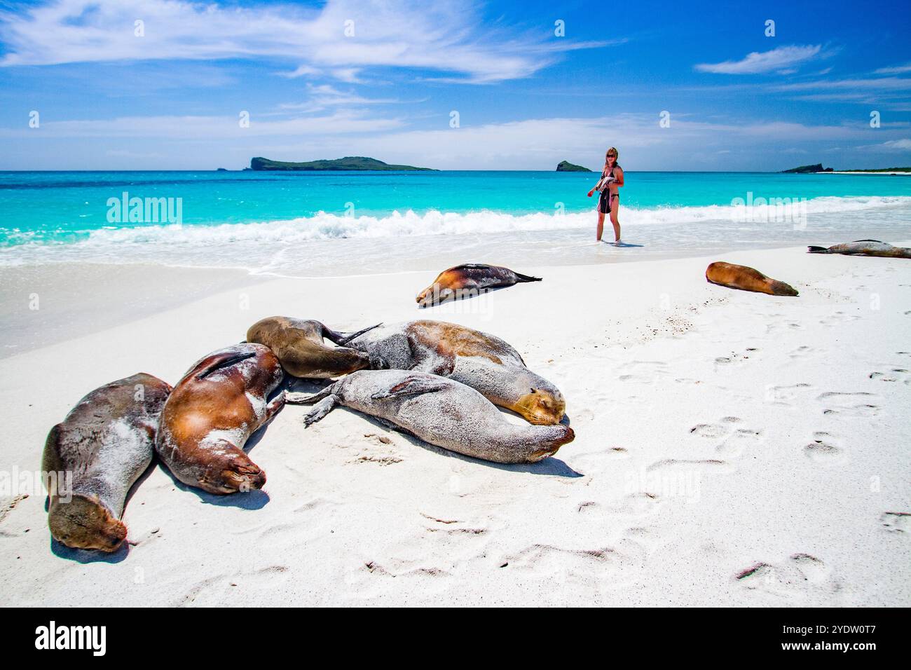 Invité avec le chiot de lions de mer des Galapagos (Zalophus wollebaeki) sur Gardner Beach, île d'Espanola dans les Galapagos, site du patrimoine mondial de l'UNESCO, Équateur Banque D'Images