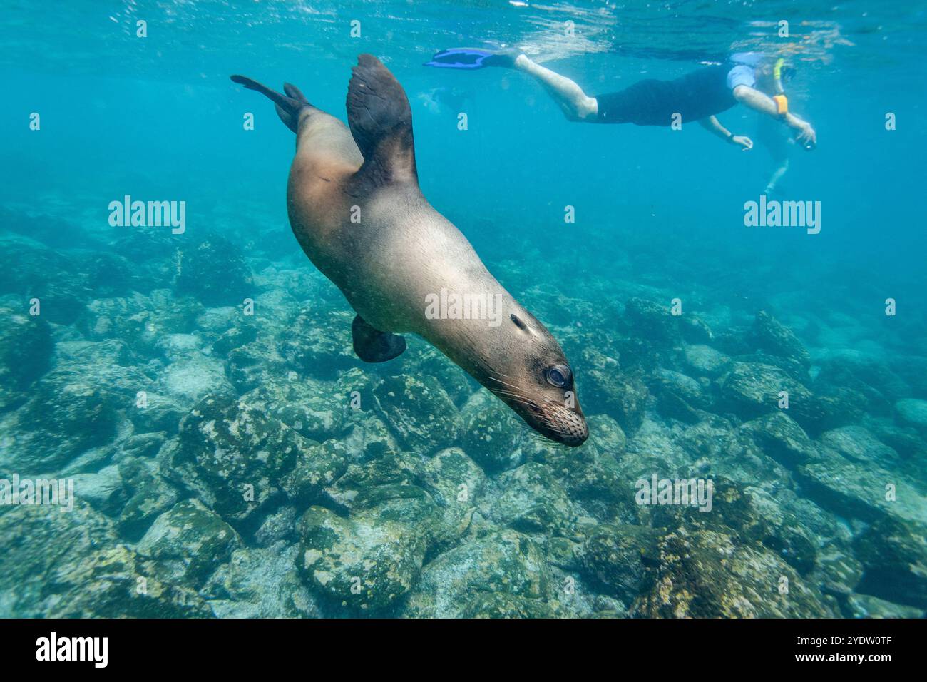 Plongeur avec tuba et lion de mer des Galapagos (Zalophus wollebaeki) sous l'eau dans l'archipel des îles Galapagos, site du patrimoine mondial de l'UNESCO, Équateur Banque D'Images