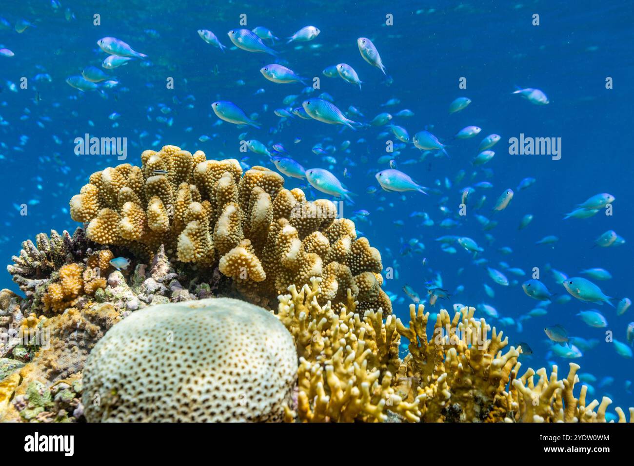 Une myriade de coraux durs et mous, ainsi que des poissons de récif tropical sur le récif sain près de Volivoli Resort sur Viti Levu, Fidji, Pacifique Sud, Pacifique Banque D'Images