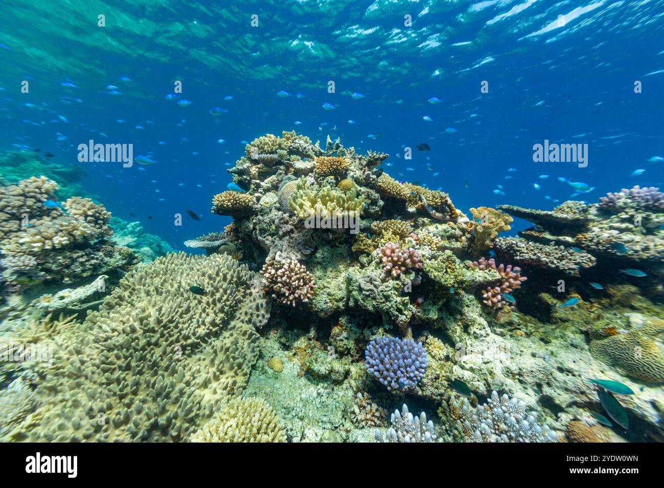 Une myriade de coraux durs et mous, ainsi que des poissons de récif tropical sur le récif sain près de Volivoli Resort sur Viti Levu, Fidji, Pacifique Sud, Pacifique Banque D'Images