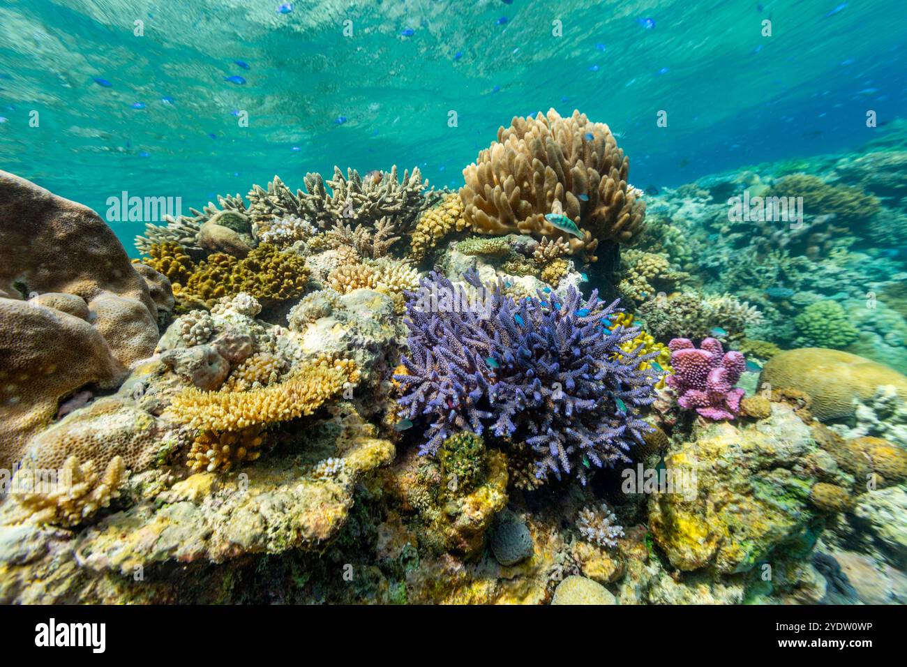 Une myriade de coraux durs et mous, ainsi que des poissons de récif tropical sur le récif sain près de Volivoli Resort sur Viti Levu, Fidji, Pacifique Sud, Pacifique Banque D'Images