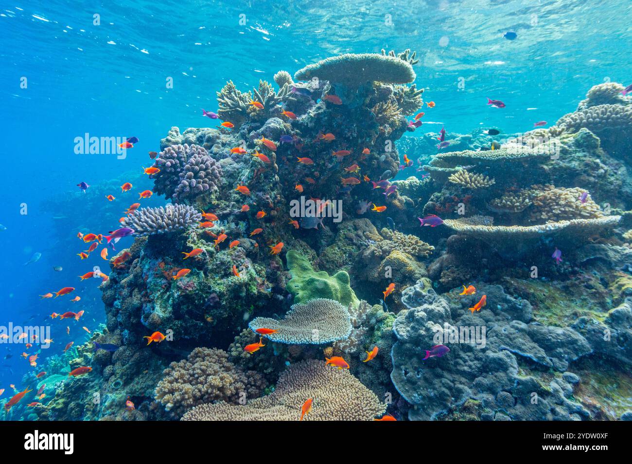 Une myriade de coraux durs et mous, ainsi que des poissons de récif tropical au parc de conservation de Vatu-i-Ra sur Viti Levu, Fidji, Pacifique Sud, Pacifique Banque D'Images