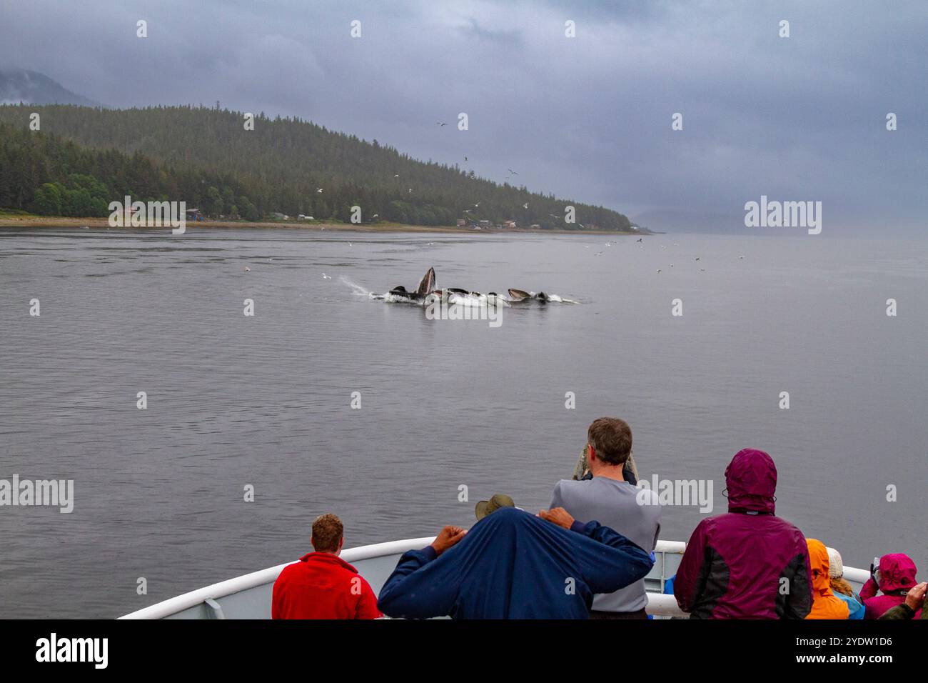 Les invités de Lindblad observent des baleines à bosse adultes (Megaptera novaeangliae) qui se nourrissent en coopération avec des filets à bulles près de Tenakee Springs, dans le sud-est de l'Alaska Banque D'Images