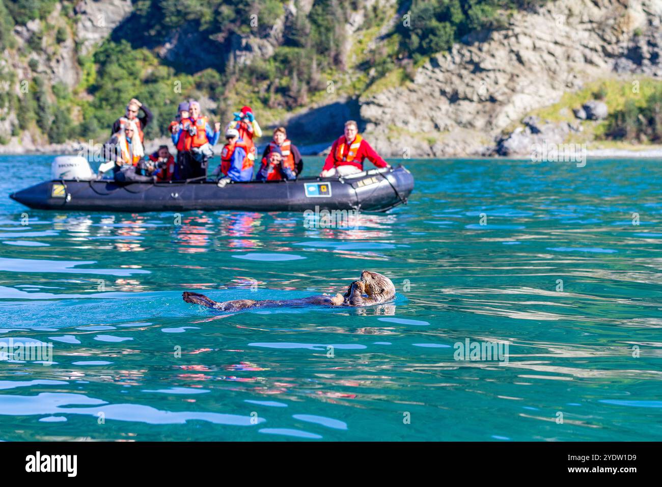 Les invités des expéditions Lindblad expéditions expédient le National Geographic Sea Bird pendant les opérations de Zodiac près d'une loutre de mer d'alimentation dans le sud-est de l'Alaska Banque D'Images
