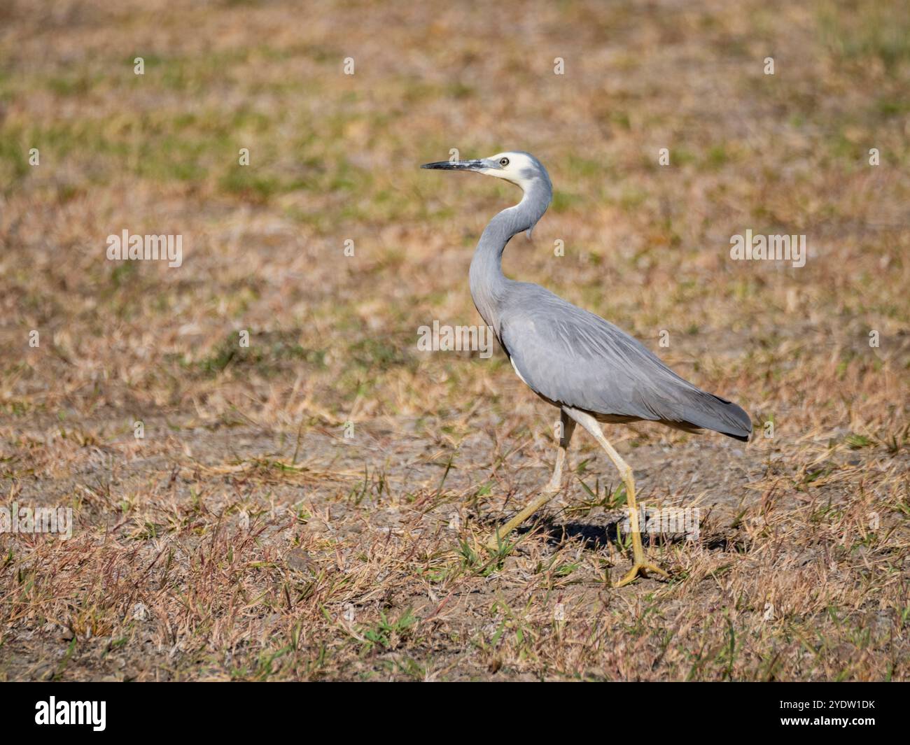 Héron à face blanche (Egretta novaehollandiae), à la recherche d'insectes au Volivoli Resort Grounds à Viti Levu, Fidji, Pacifique Sud, Pacifique Banque D'Images