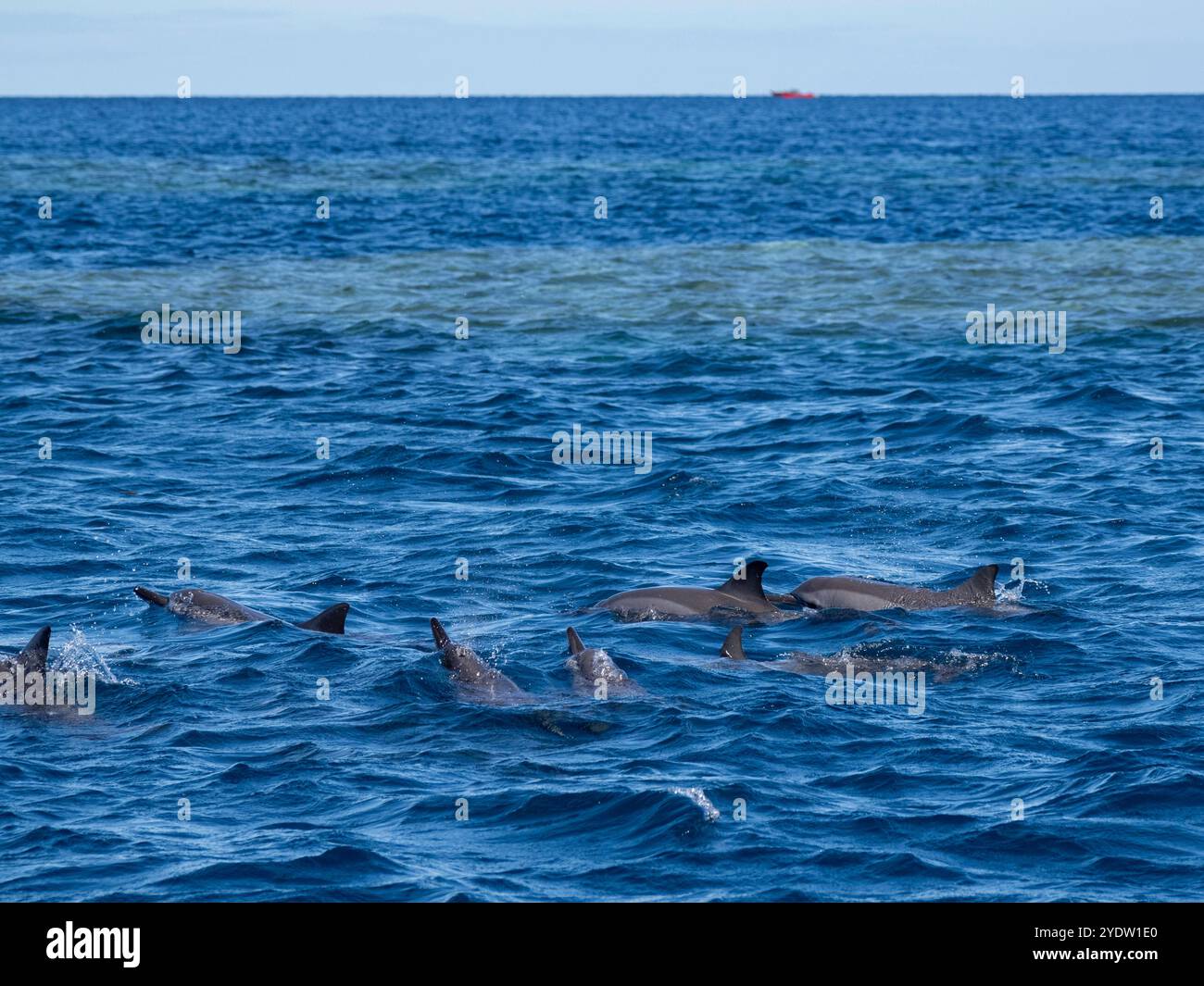 Nacelle de dauphins (Stenella longirostris), nageant près des terrains du Volivoli Resort à Viti Levu, Fidji, Pacifique Sud, Pacifique Banque D'Images