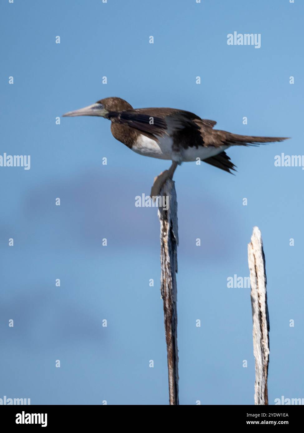 Poumon brun adulte (Sula leucogaster), en poste sur la côte nord-est de Viti Levu, Fidji, Pacifique Sud, Pacifique Banque D'Images