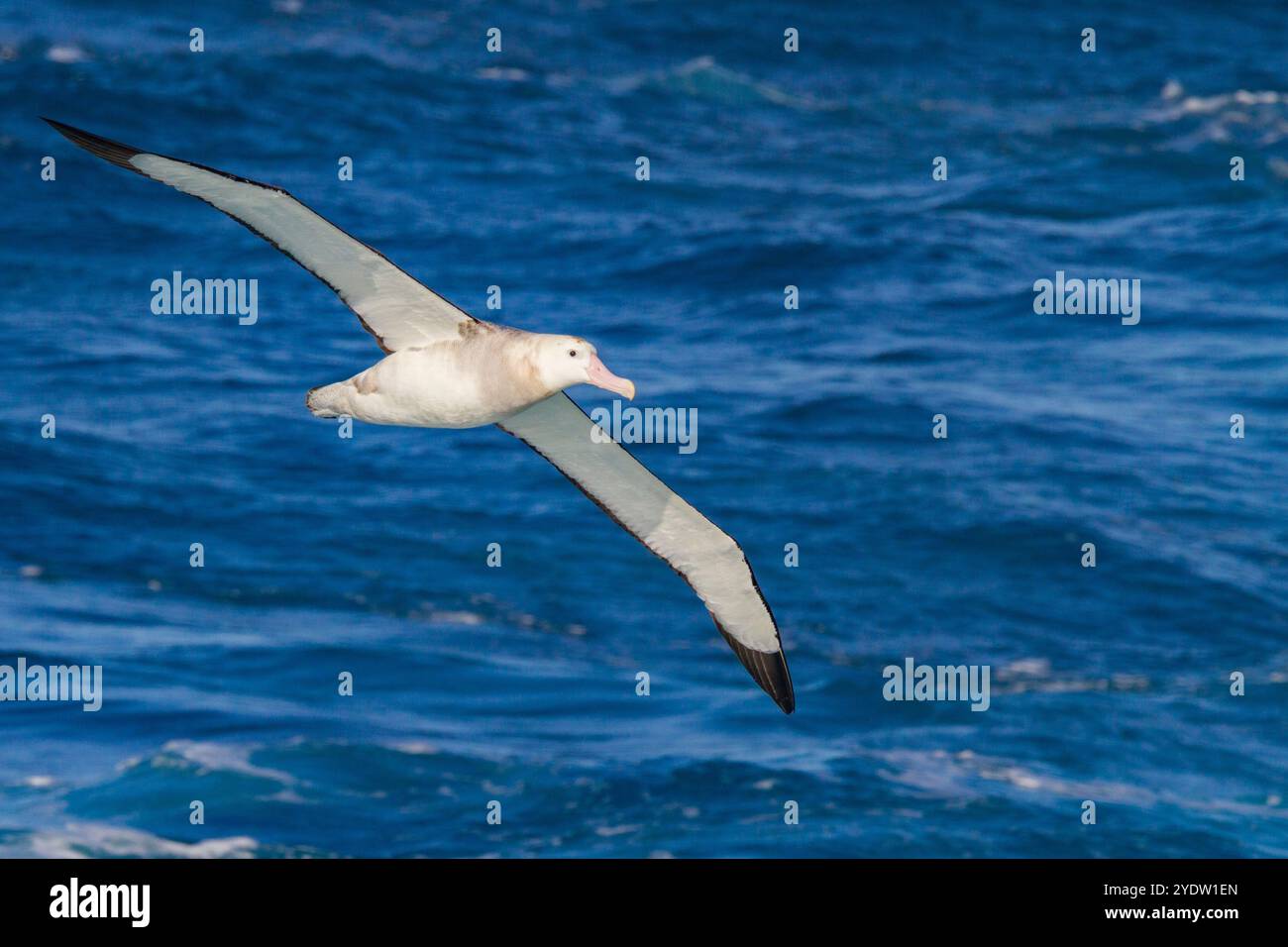 Albatros errants adultes (Diomedea exulans) en vol près du groupe Tristan da Cunha, océan Atlantique Sud Banque D'Images