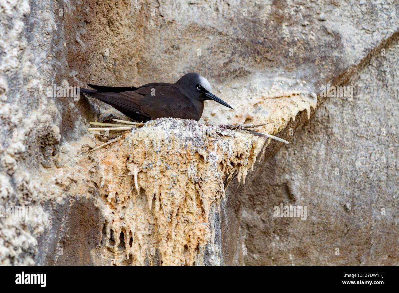Site de reproduction du noddy noir adulte (Anous minutus) sur Boatswain Bird Island, juste au large de l'île de l'Ascension, dans l'océan Atlantique Sud Banque D'Images