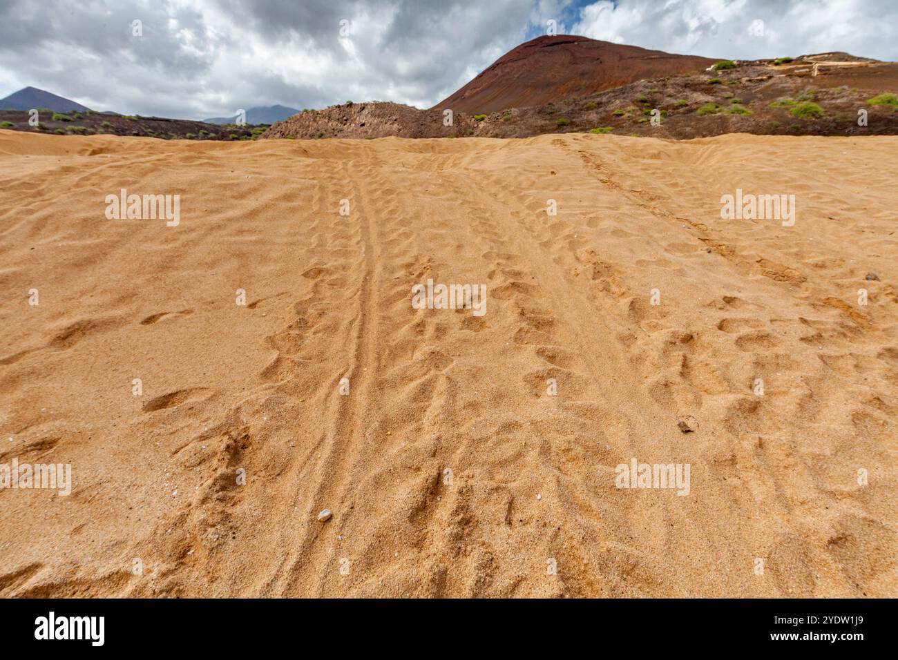 Traces de tortue verte (Chelonia mydas) laissées par une femelle pondant des œufs la nuit précédente sur long Beach sur l'île de l'Ascension, océan Atlantique Sud Banque D'Images