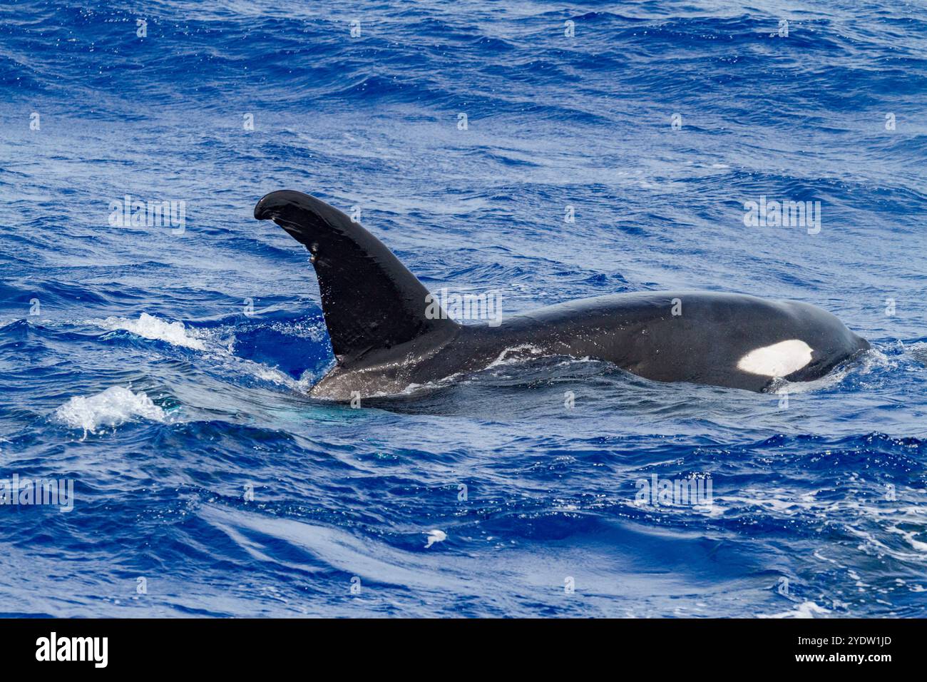 Un petit groupe d'épaulards (Orcinus Orca) au large de l'île de l'Ascension dans l'océan Atlantique tropical, l'océan Atlantique Sud Banque D'Images