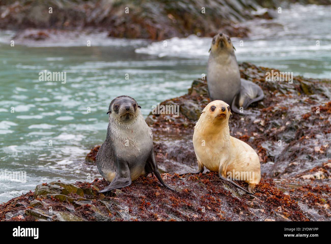 Leucistique causée par le manque de mélanine, ou blond chiot à fourrure antarctique (Arctocephalus gazella) en Géorgie du Sud, régions polaires Banque D'Images
