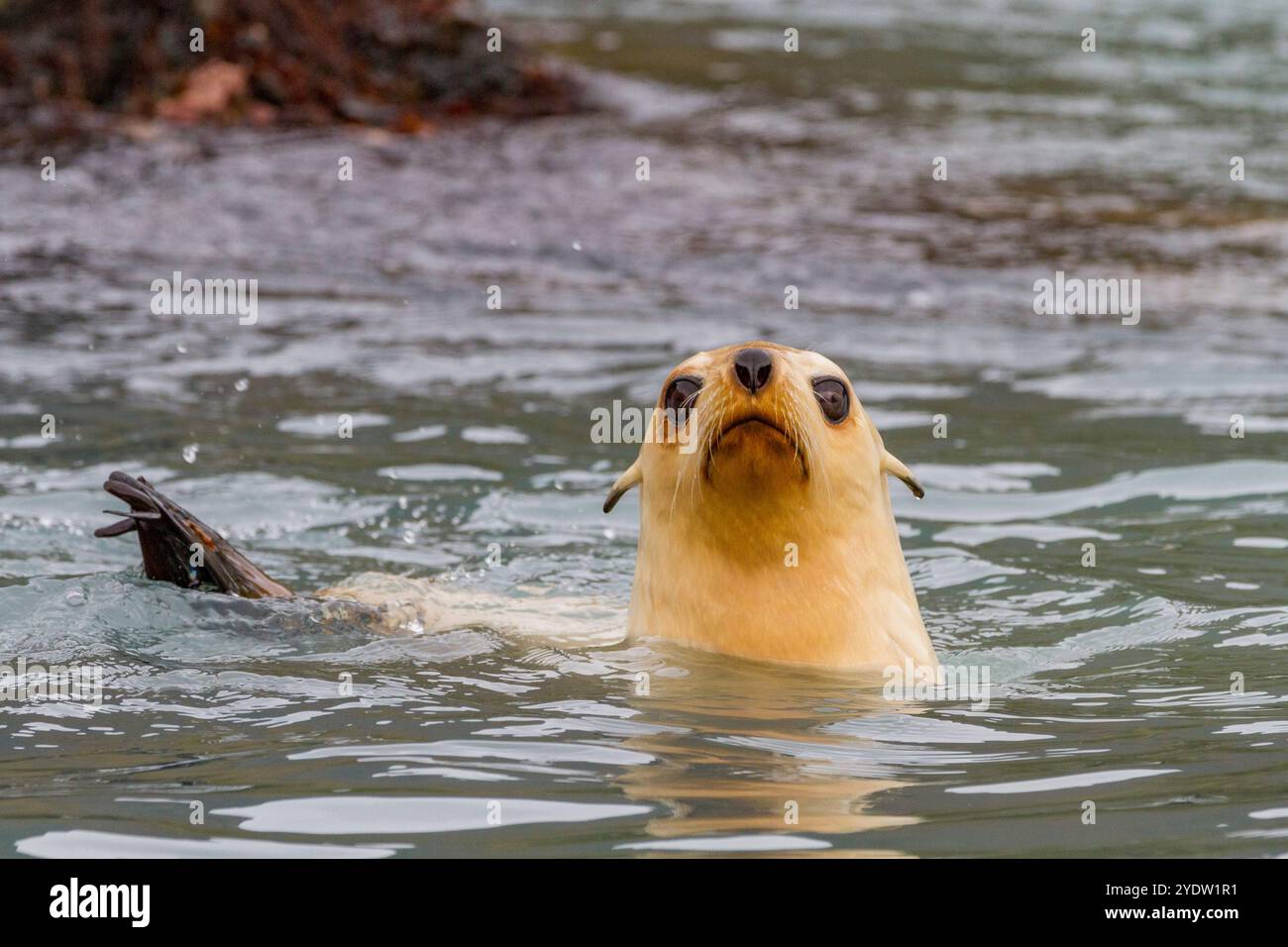 Leucistique causée par le manque de mélanine, ou blond chiot à fourrure antarctique (Arctocephalus gazella) en Géorgie du Sud, régions polaires Banque D'Images