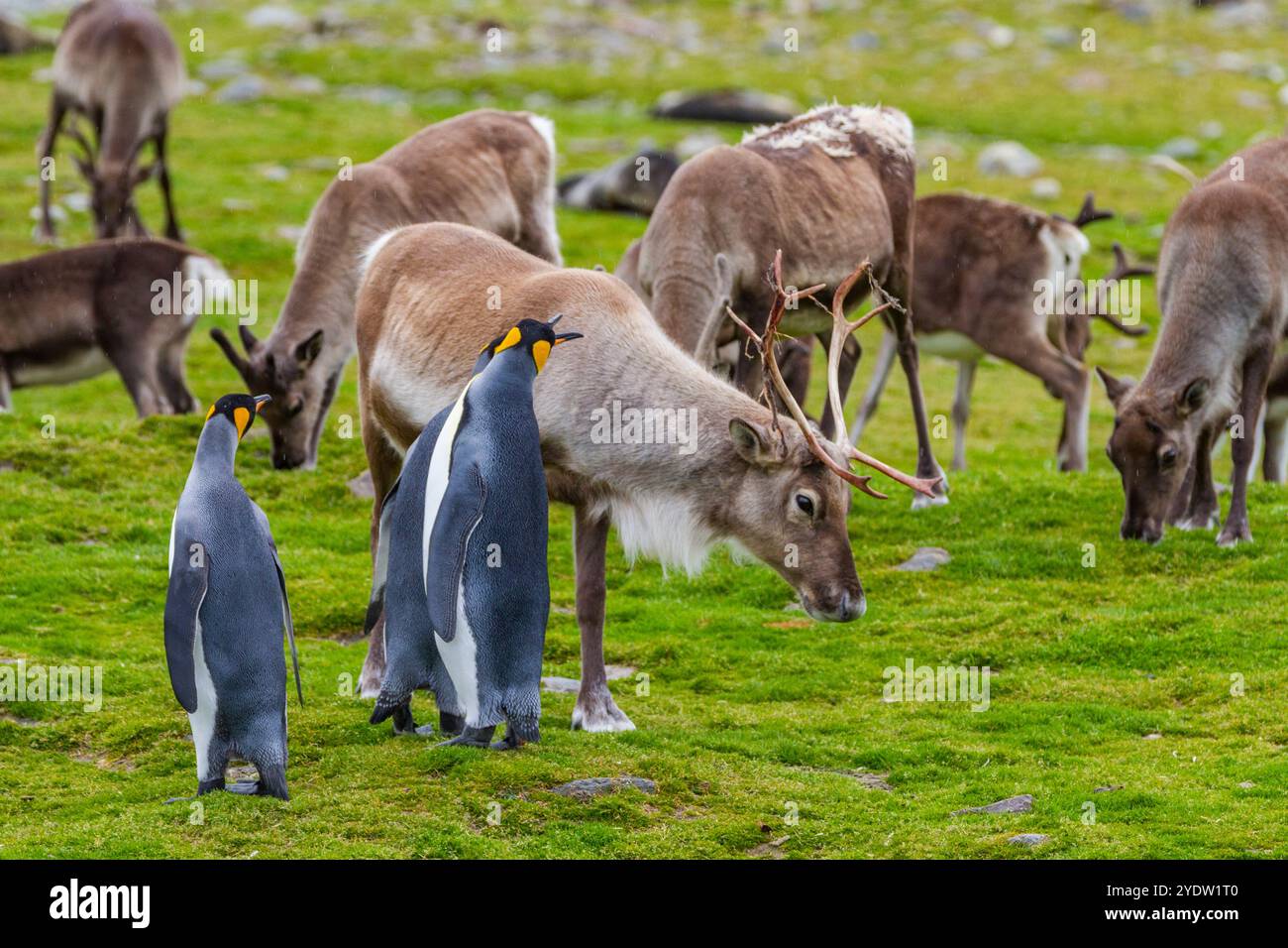 Manchot royal (Aptenodytes patagonicus) avec rennes introduits à la colonie de reproduction et de nidification à la baie Andrews en Géorgie du Sud, Océan Austral Banque D'Images