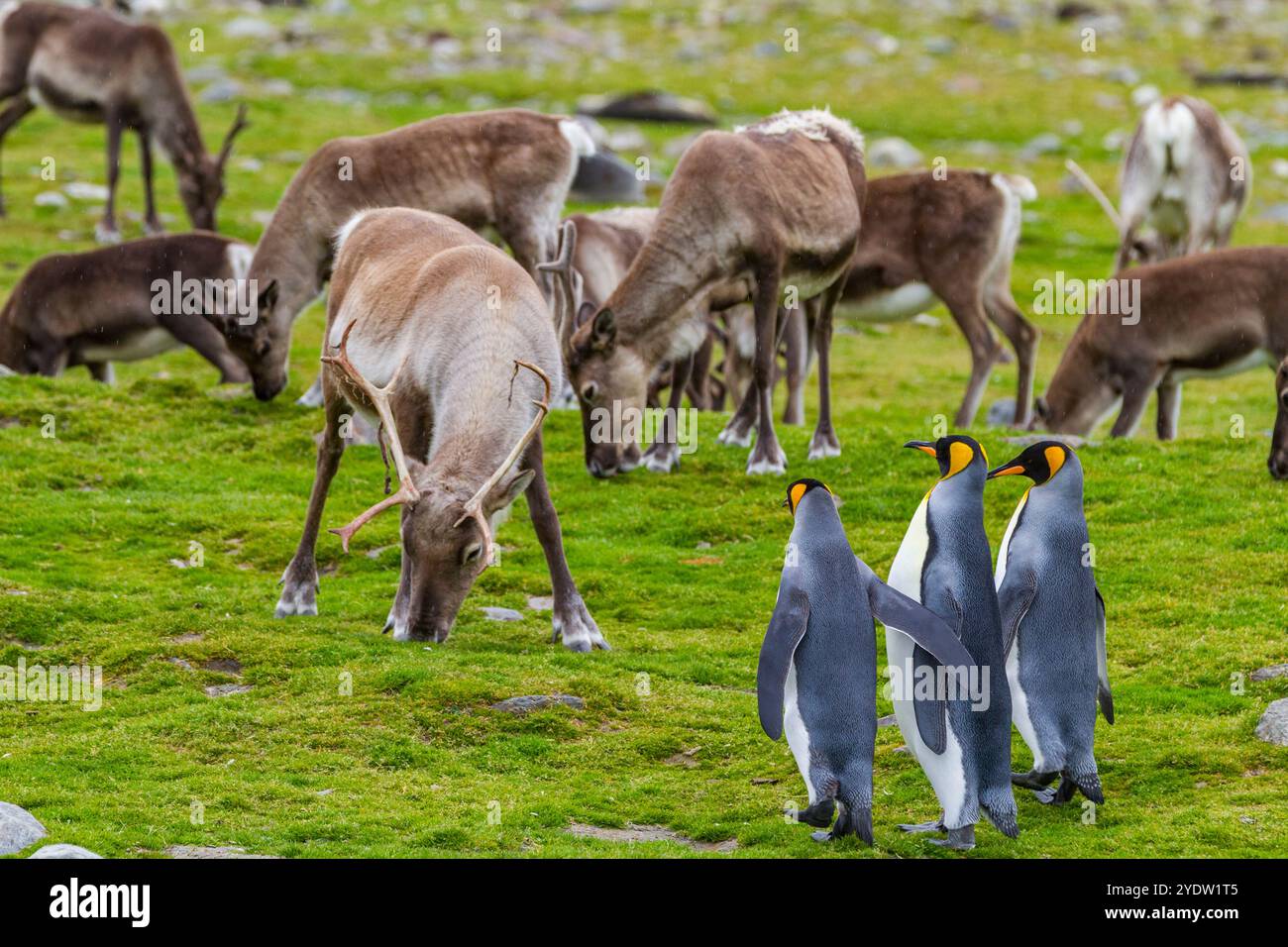 Manchot royal (Aptenodytes patagonicus) avec rennes introduits à la colonie de reproduction et de nidification à la baie Andrews en Géorgie du Sud, Océan Austral Banque D'Images