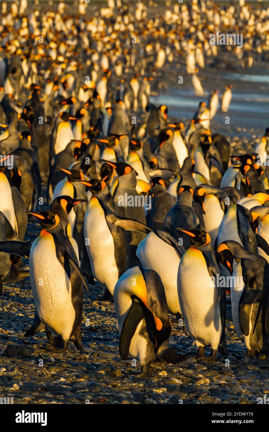 Colonie de reproduction et de nidification du manchot royal (Aptenodytes patagonicus) dans la plaine de Salisbury dans la baie des Isles, Géorgie du Sud, Océan Austral Banque D'Images