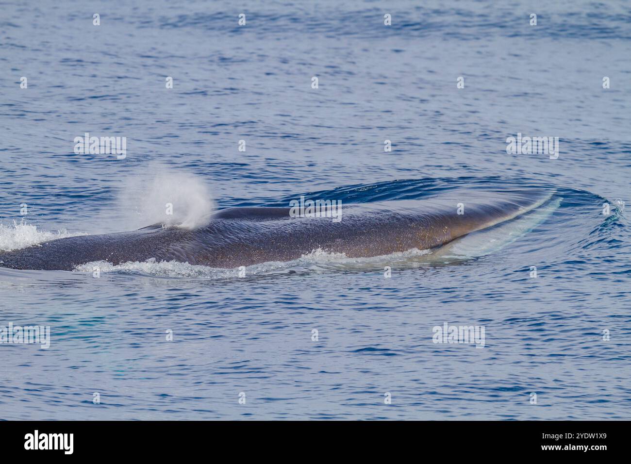Rorqual commun adulte (Balaenoptera physalus) faisant surface dans les eaux riches au large du plateau continental près de la Géorgie du Sud, régions polaires Banque D'Images