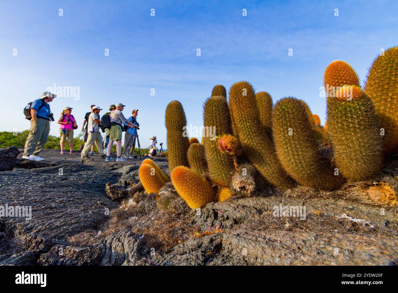 Touristes à côté du cactus de lave endémique (Brachycereus spp) poussant dans l'archipel des îles Galapagos, site du patrimoine mondial de l'UNESCO, Équateur Banque D'Images