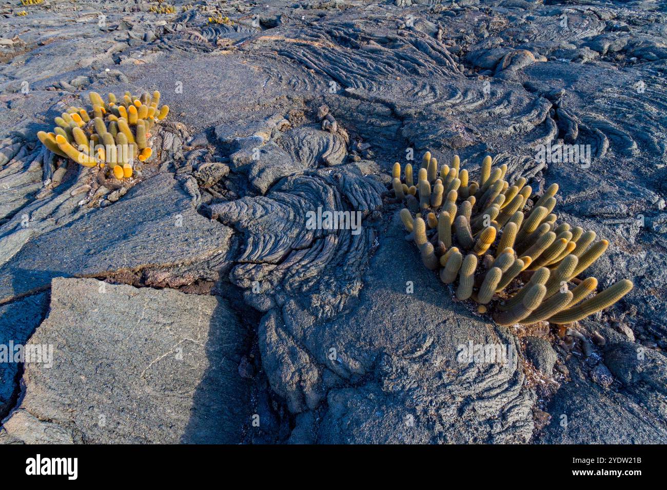 Le cactus de lave endémique (Brachycereus spp) poussant dans l'archipel des îles Galapagos, site du patrimoine mondial de l'UNESCO, Équateur, Amérique du Sud Banque D'Images