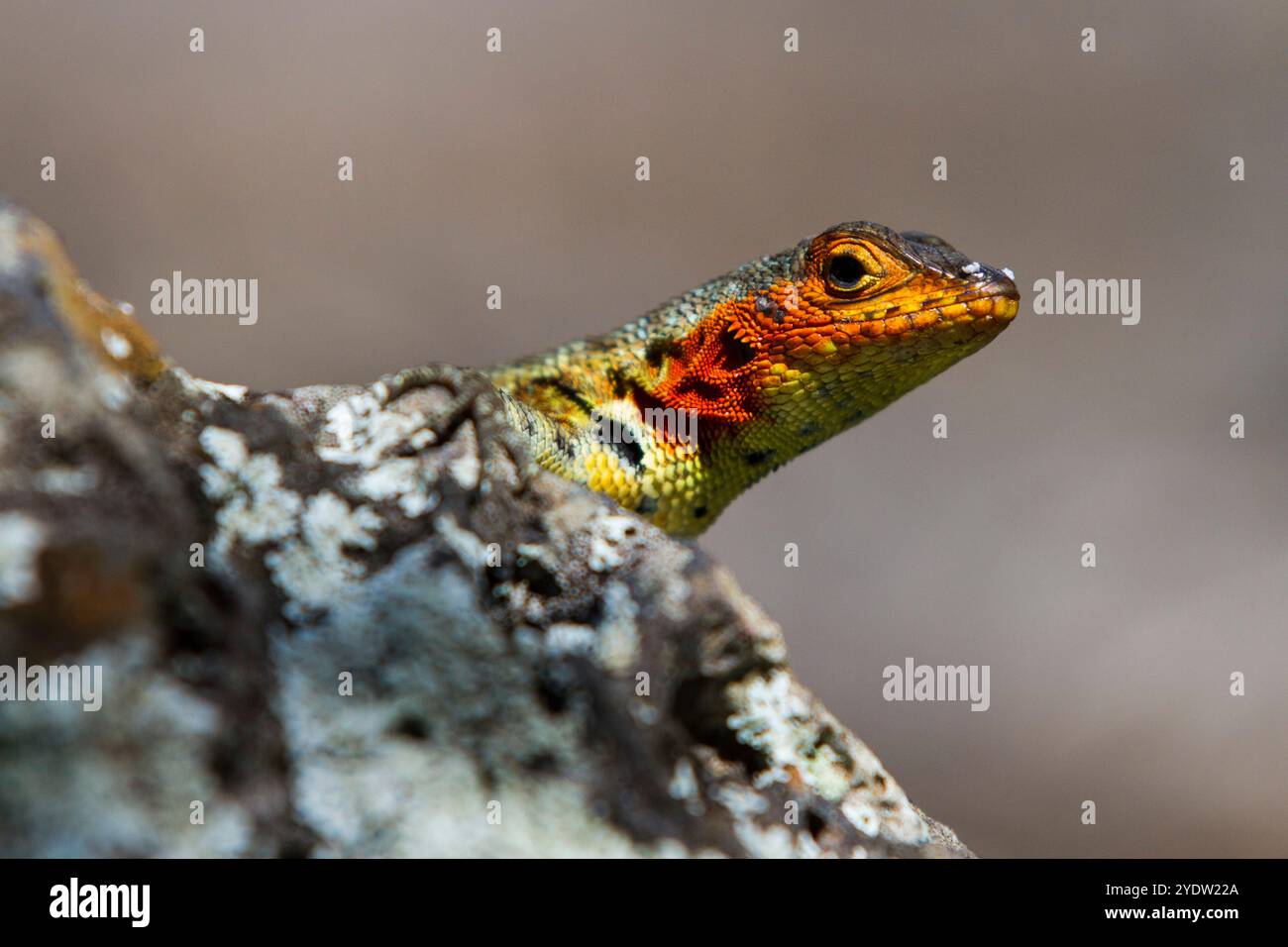 Lézard de lave (Microlophus spp) dans l'archipel des îles Galapagos, site du patrimoine mondial de l'UNESCO, Équateur, Amérique du Sud Banque D'Images