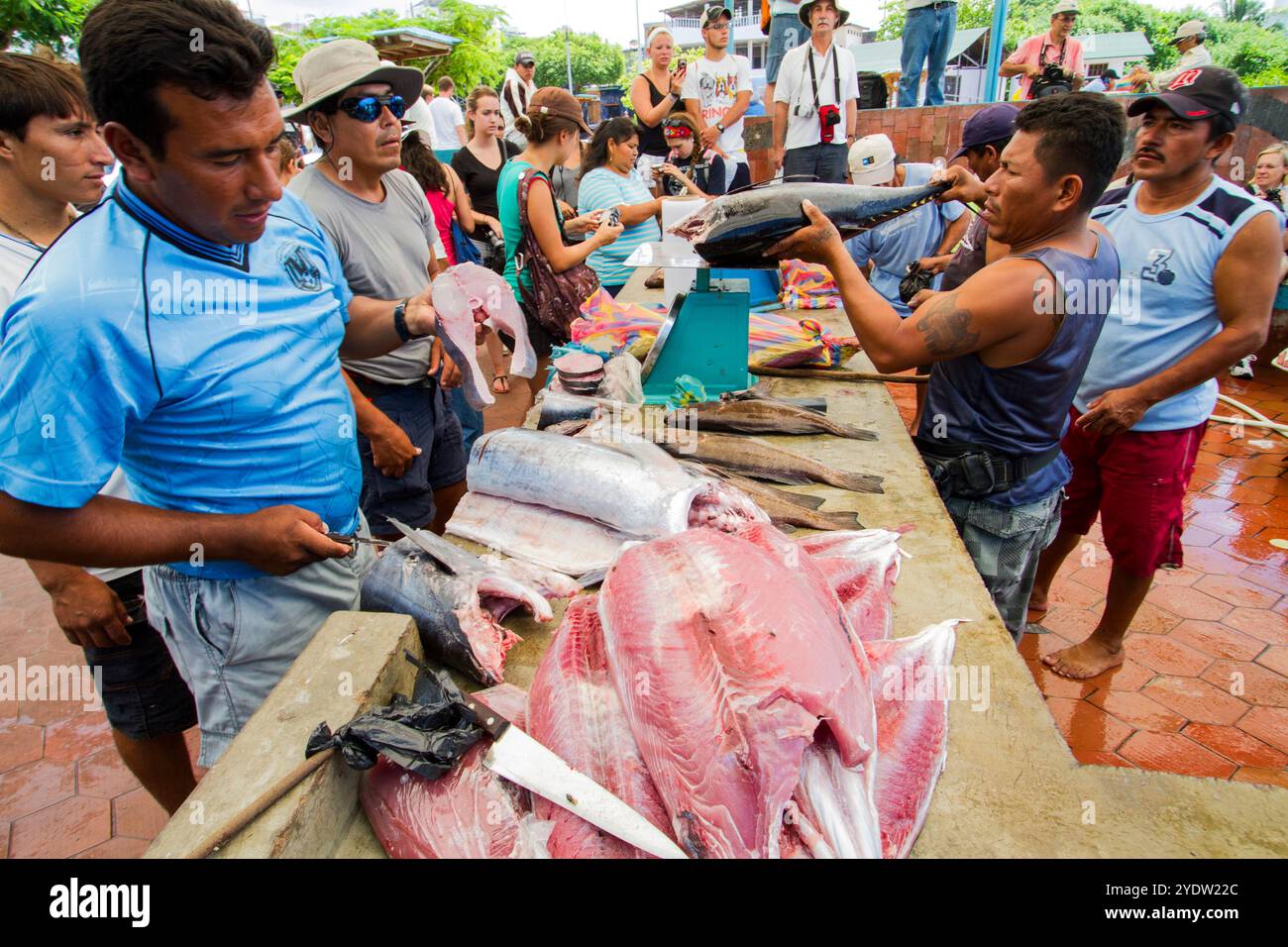 Scène du marché aux poissons dans la ville portuaire de Puerto Ayora, île de Santa Cruz, îles Galapagos, site du patrimoine mondial de l'UNESCO, Équateur, Amérique du Sud Banque D'Images