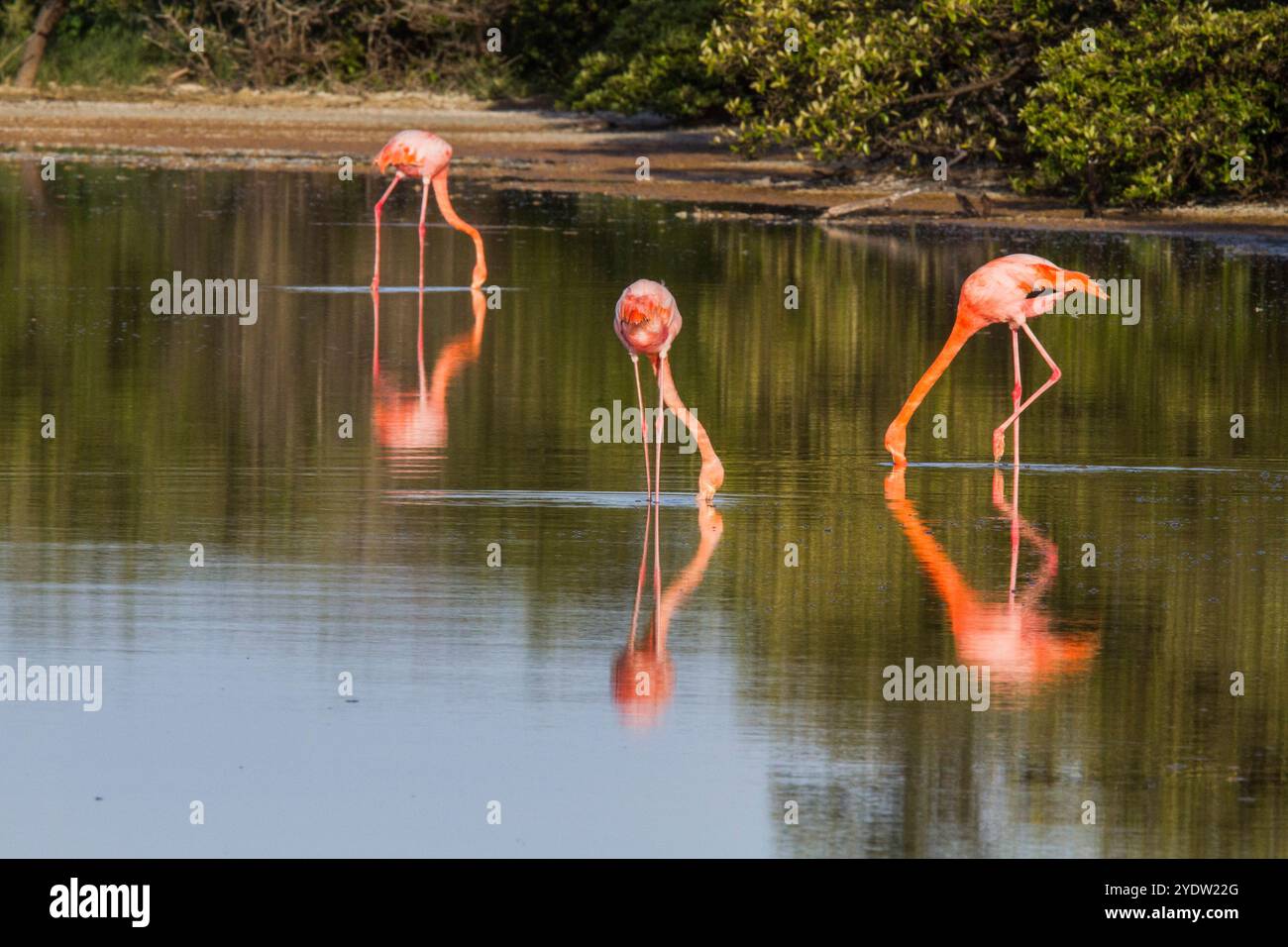 Grands flamants roses (Phoenicopterus ruber) recherche de petites crevettes roses dans le lagon d'eau salée des îles Galapagos, UNESCO, Équateur Banque D'Images