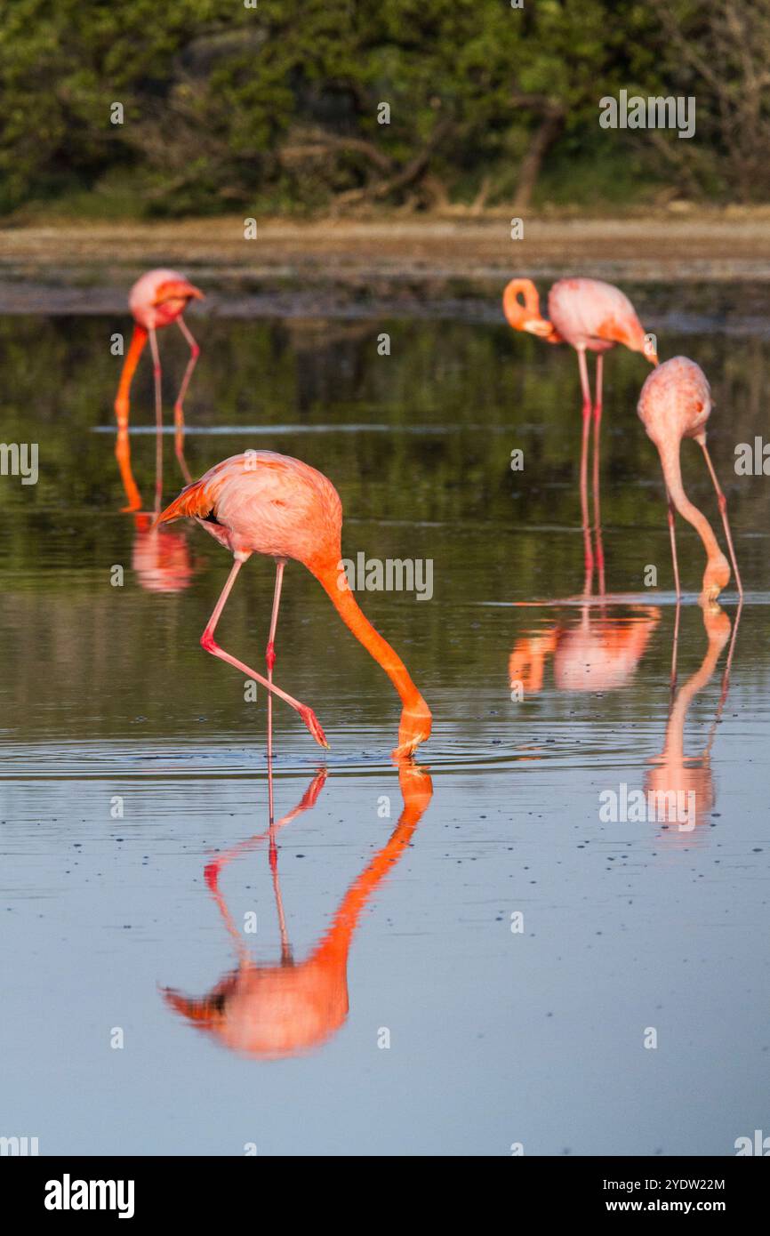 Grands flamants roses (Phoenicopterus ruber) recherche de petites crevettes roses dans le lagon d'eau salée des îles Galapagos, UNESCO, Équateur Banque D'Images