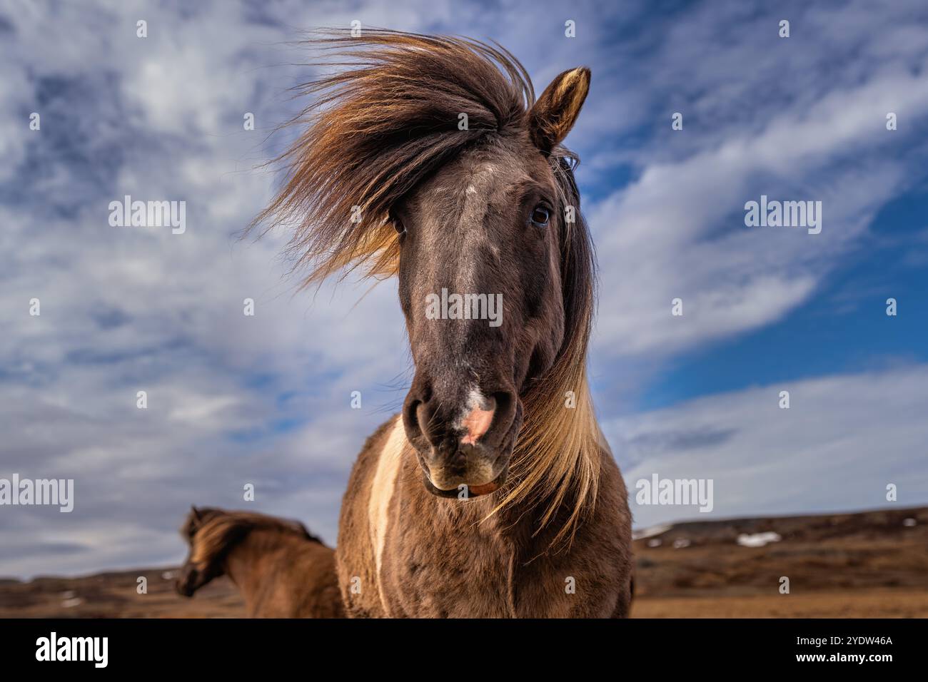 Un cheval islandais (Equus ferus caballus), regardant la caméra, Islande, régions polaires Banque D'Images