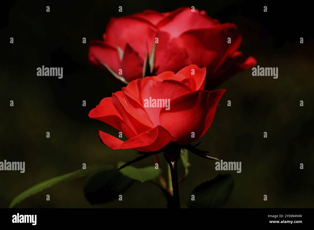 Une rose rouge devant une autre floue en arrière-plan Banque D'Images