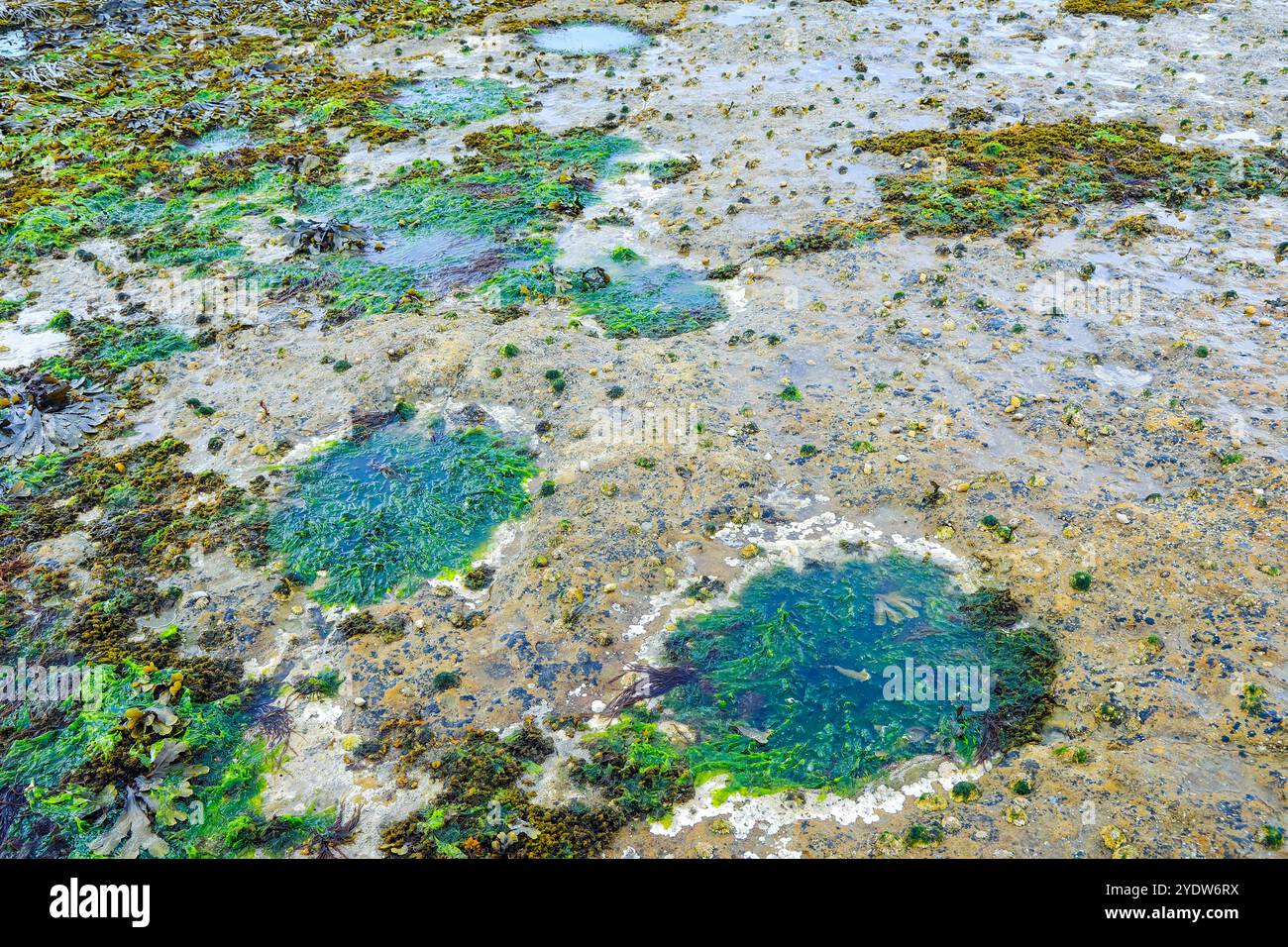 Empreintes vieilles de 170 millions d'années de grands dinosaures sauropodes du Jurassique mangeurs de plantes en dessous du château de Duntulm, Duntulm, Skye, Hébrides intérieures, Écosse Banque D'Images