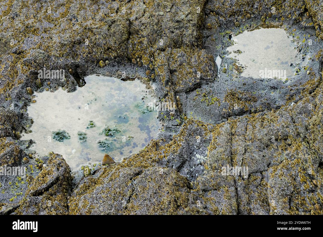 Empreintes de grands dinosaures saurapodes du Jurassique mangeurs de plantes, Brothers' point (Rubha nam Brathairean), péninsule trotternaire, Skye, Écosse Banque D'Images